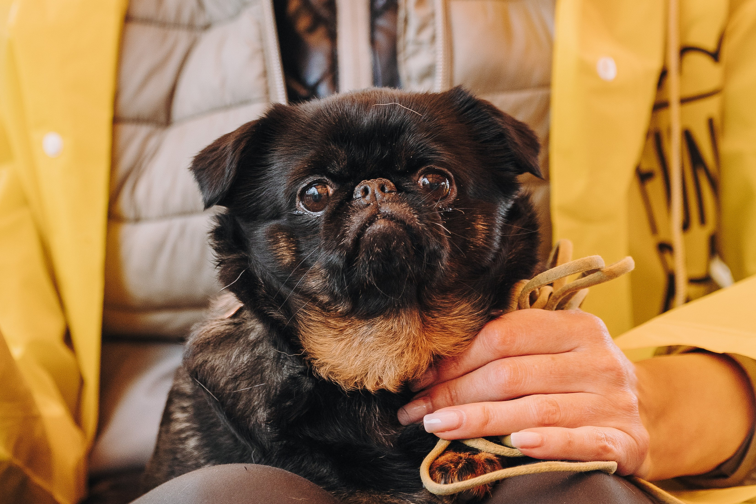 Соревнования по ноузворку в Лосево. Фотограф анималист в Спб недорого Олеся Майорова