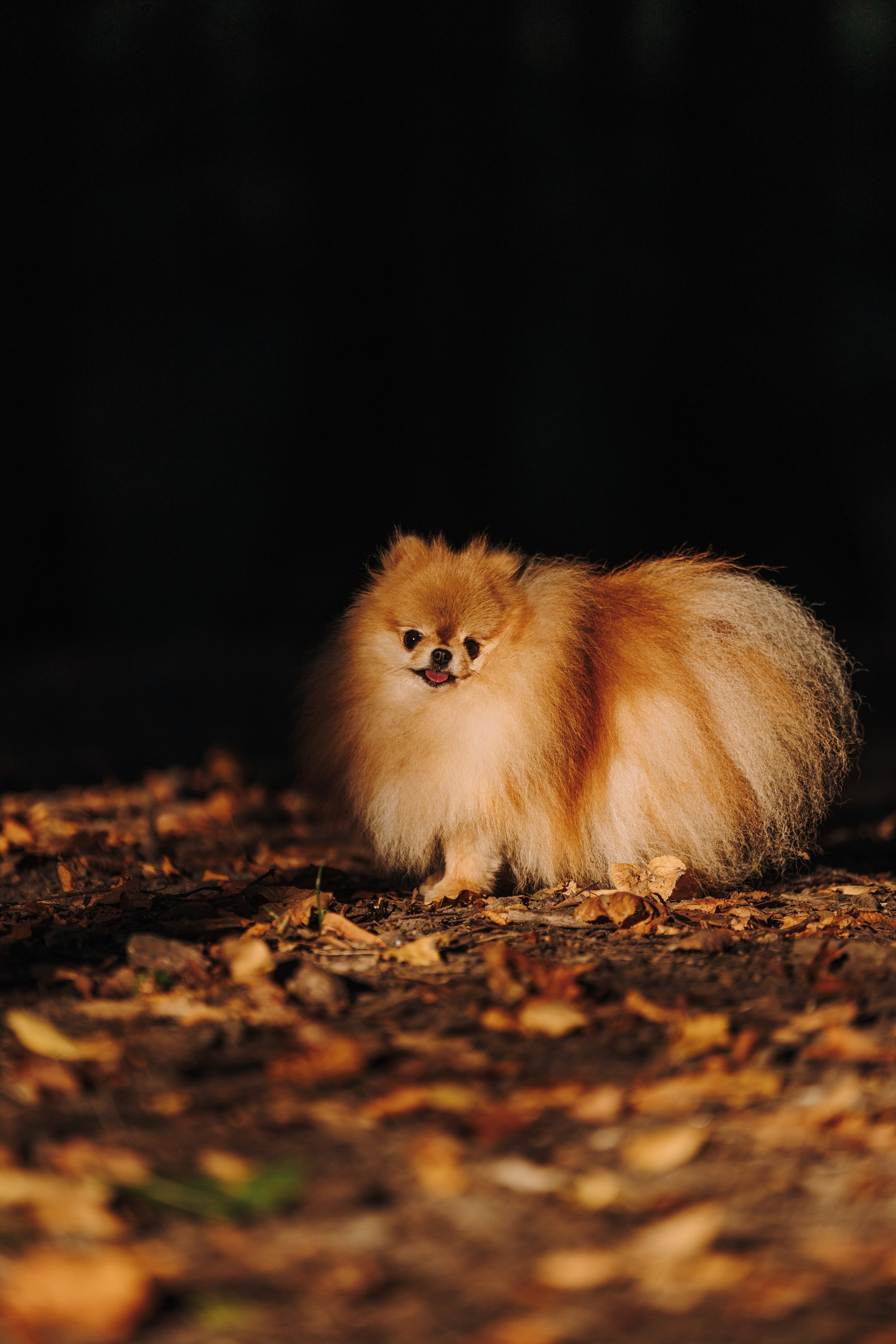 Наталья и Софа. Фотограф анималист в Спб недорого Олеся Майорова