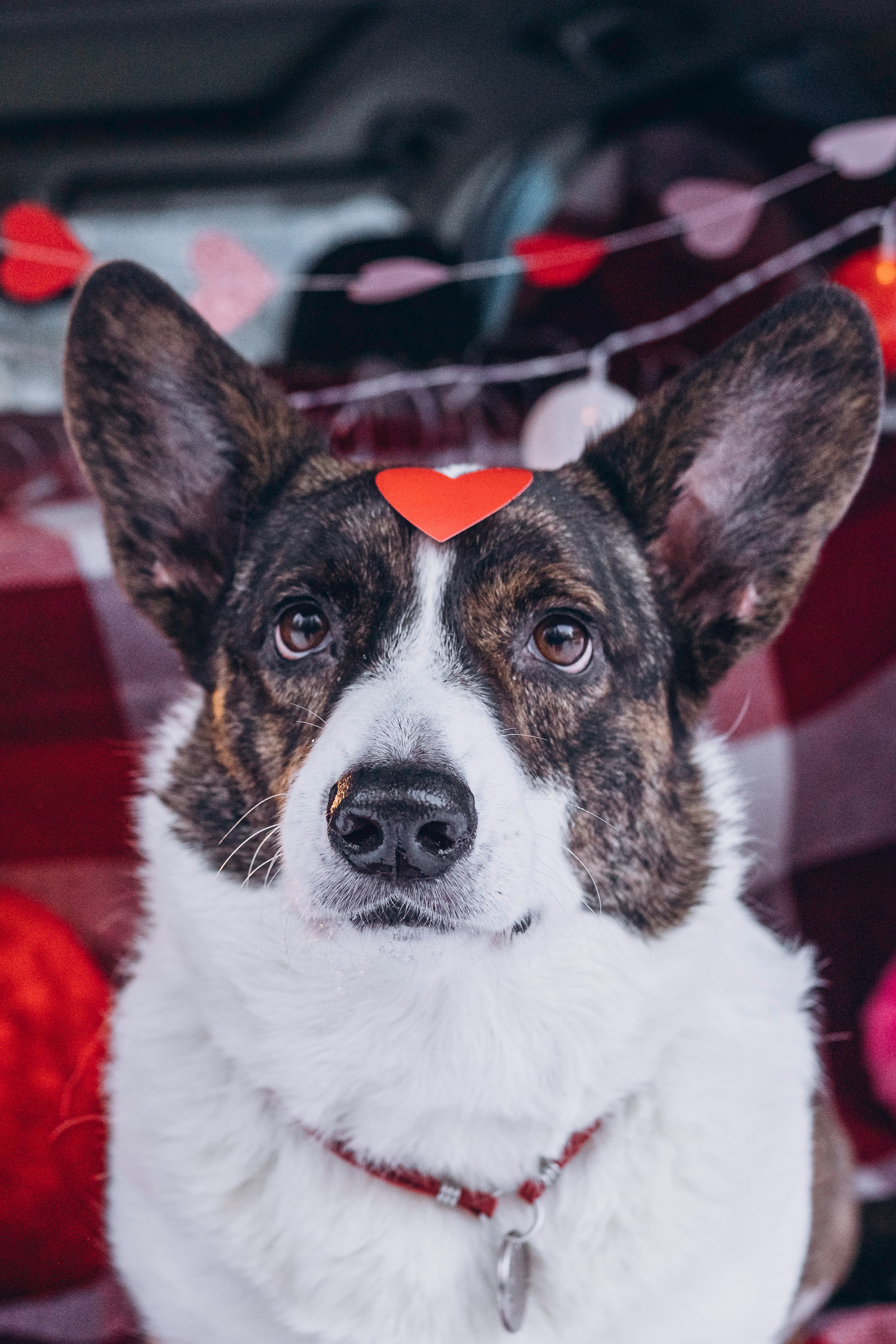 Фотодень Святого Валентина. Фотограф анималист в Спб недорого Олеся Майорова