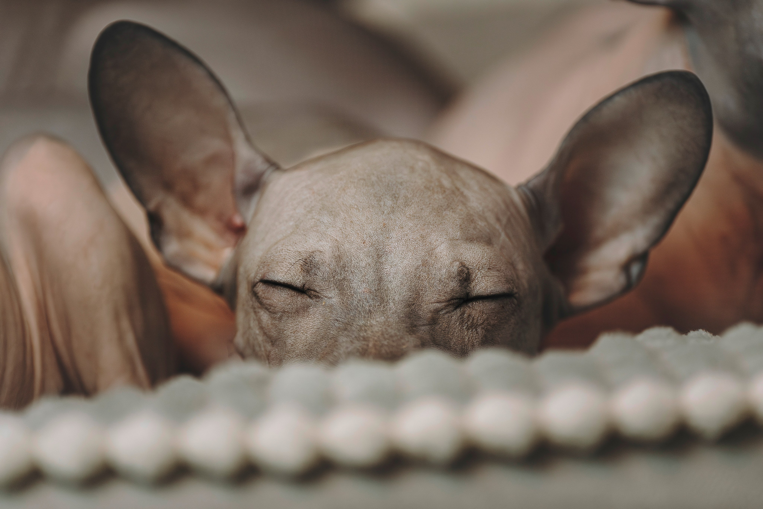 Малыши американского голого терьера. Фотограф анималист в Спб недорого Олеся Майорова