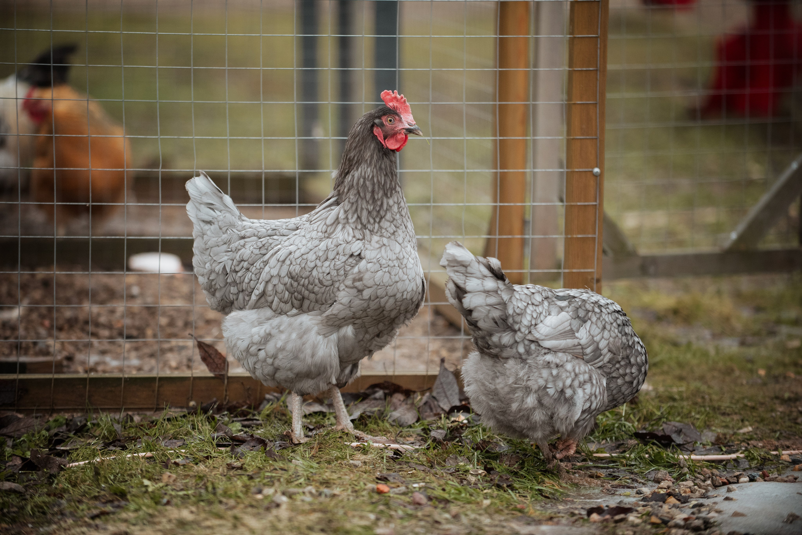 Мелкаши ЮНА. Куракина Дарья • Конный фотограф