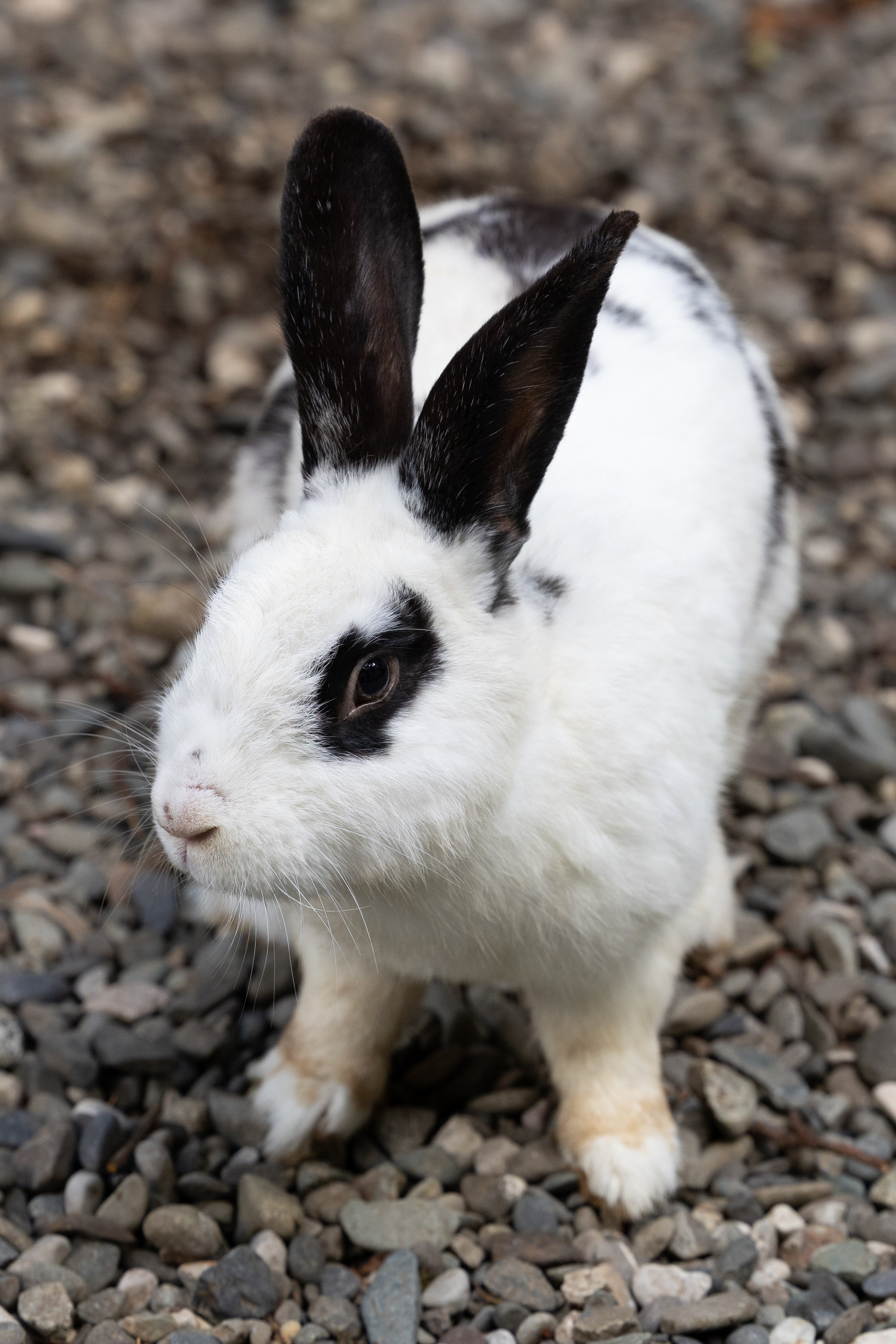 ЭЛЬВИНА И ЕВГЕНИЙ. Фотограф в Сочи Екатерина Потапова