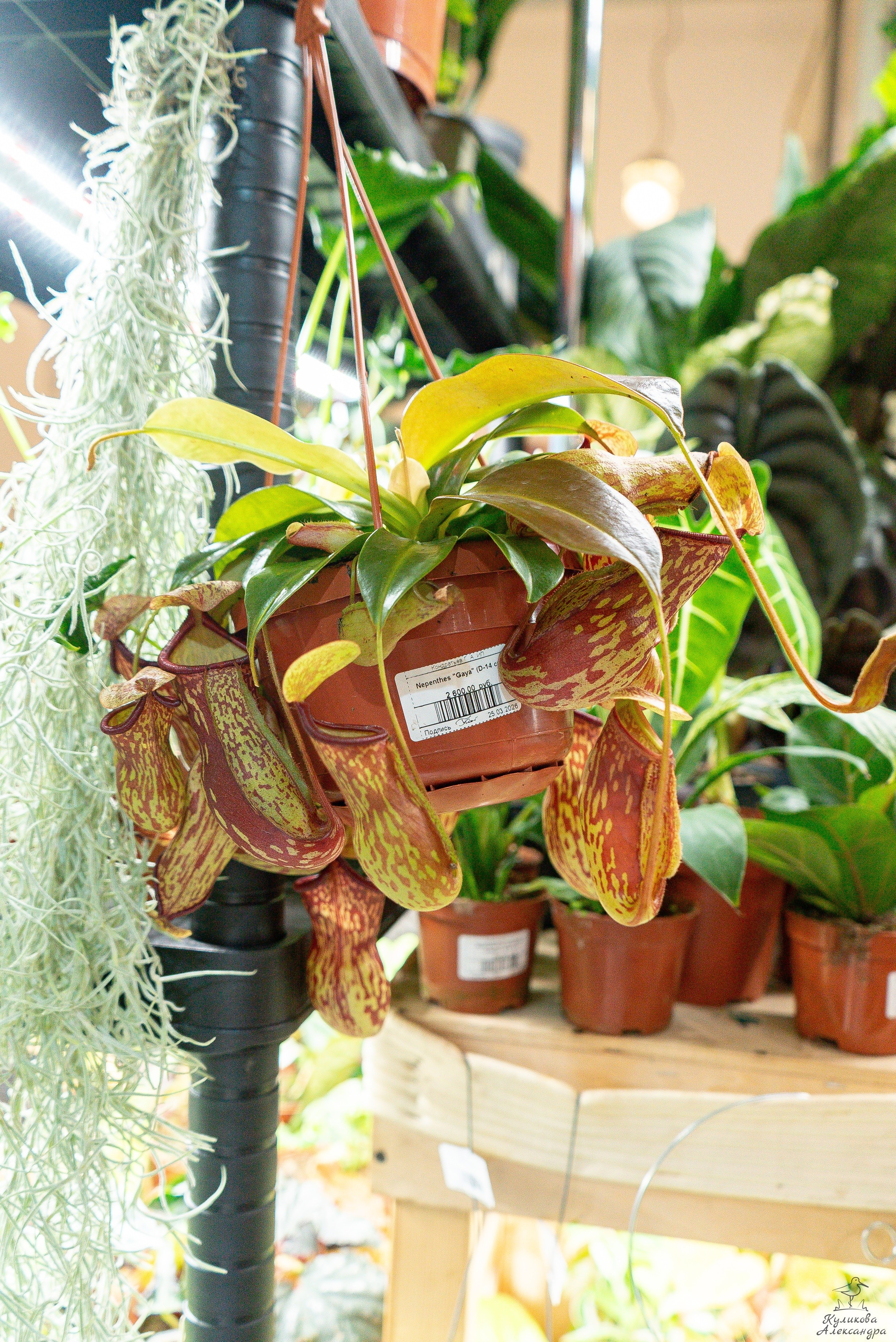 Гроубокс Артплей апрель. Александра Куликова фотограф, Москва