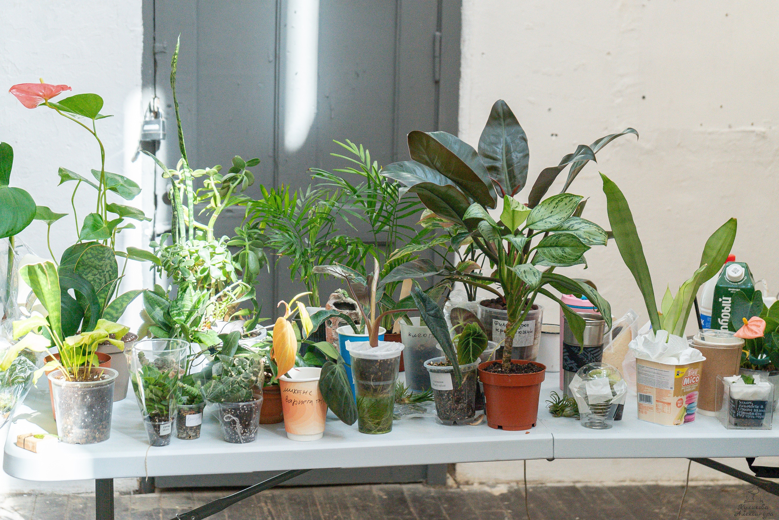 Гроубокс Артплей апрель. Александра Куликова фотограф, Москва