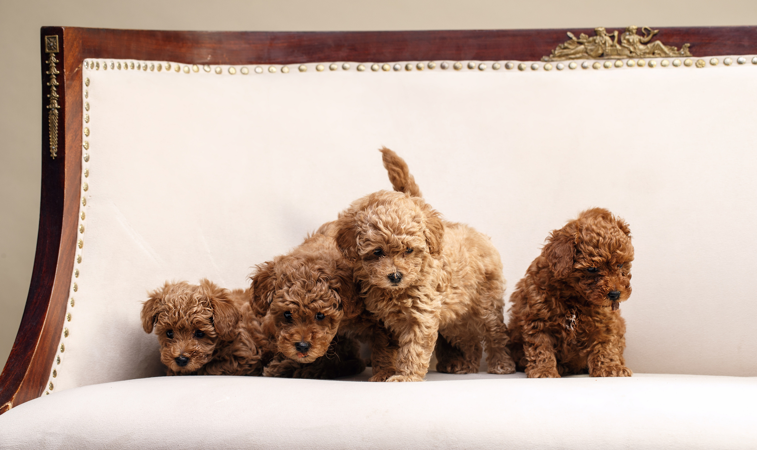 Животные Саратов. Фотограф Сергей Сорокин — классический портрет и НЮ в Саратове