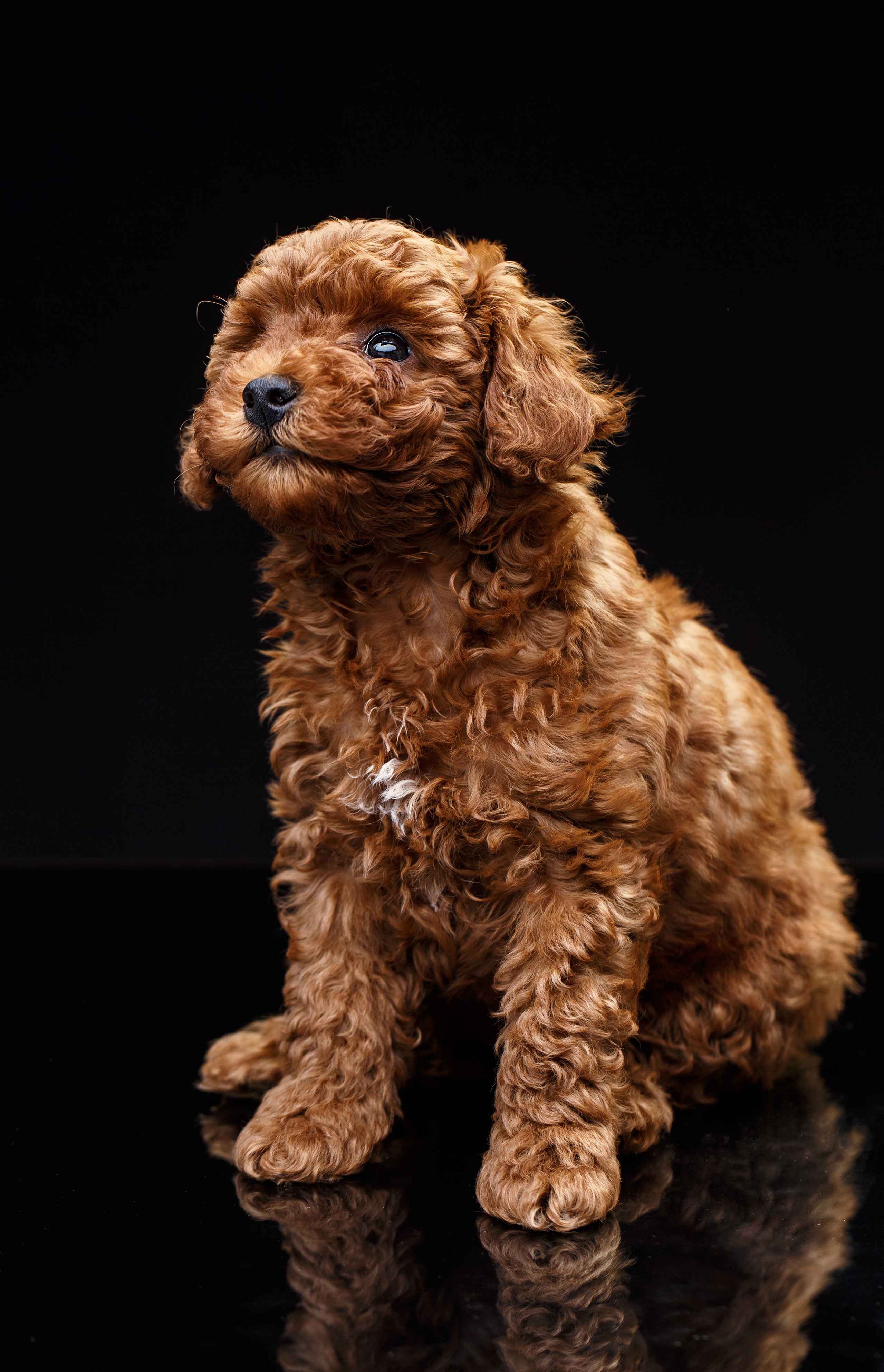 Животные Саратов. Фотограф Сергей Сорокин — классический портрет и НЮ в Саратове