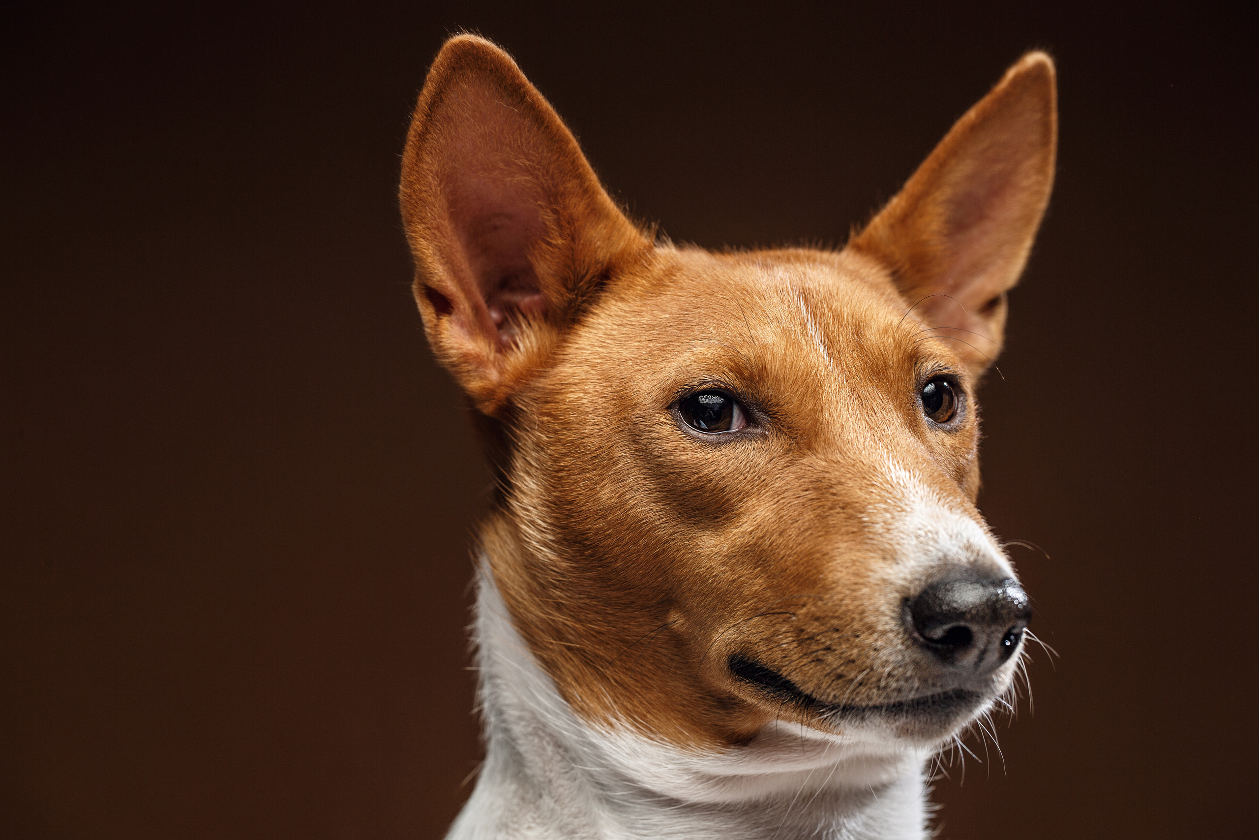 Животные Саратов. Фотограф Сергей Сорокин — классический портрет и НЮ в Саратове