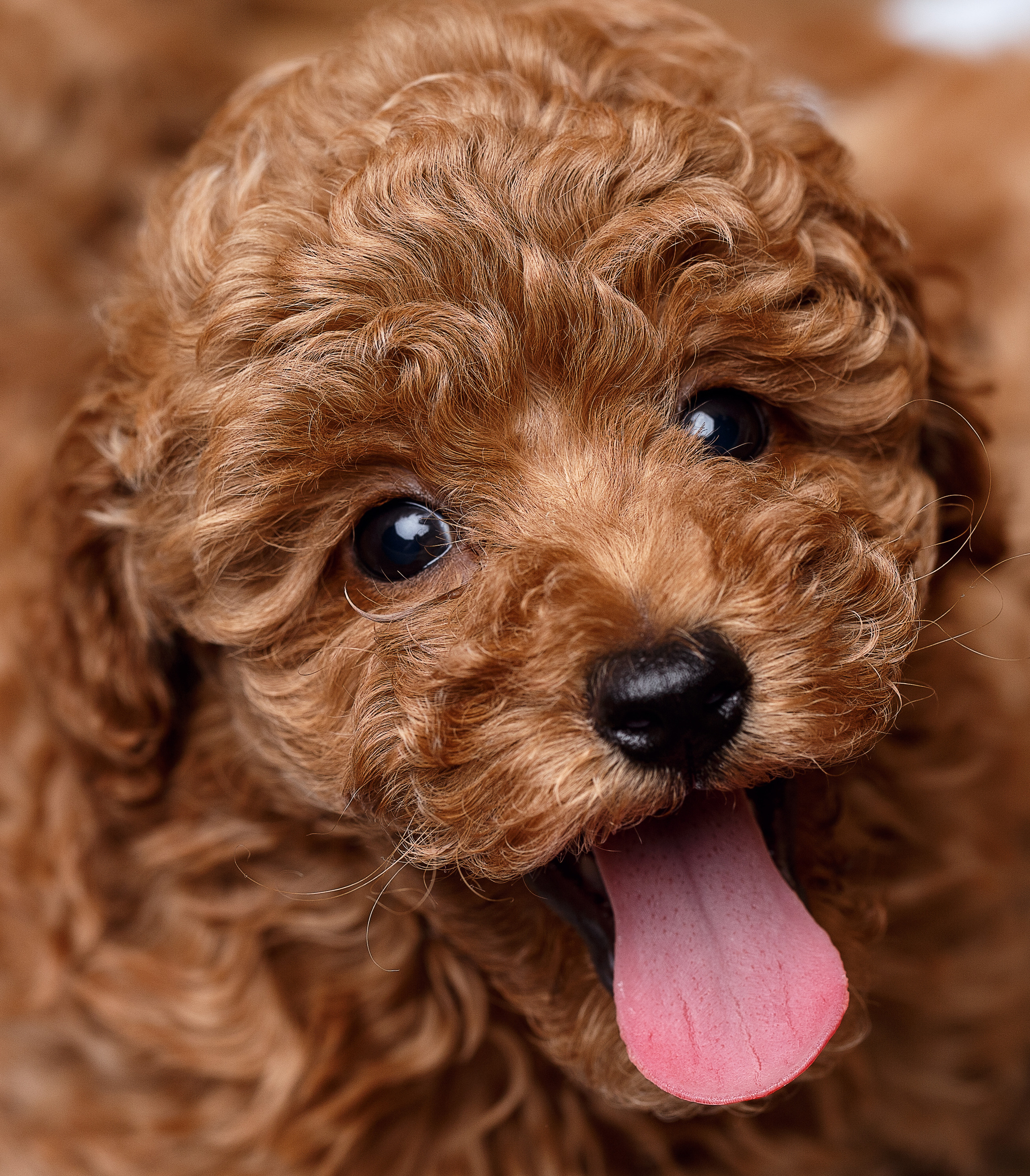 Животные Саратов. Фотограф Сергей Сорокин — классический портрет и НЮ в Саратове