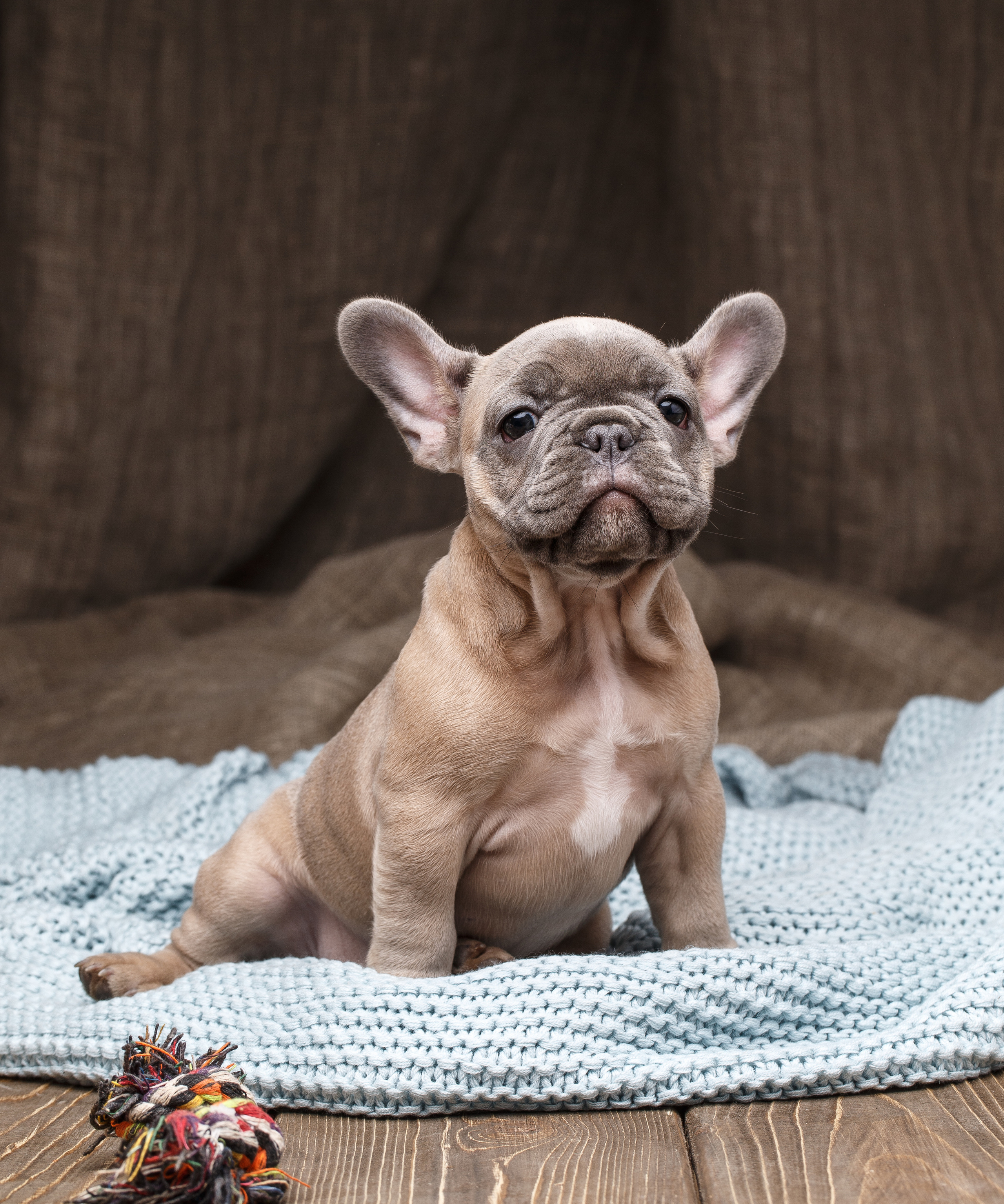 Животные Саратов. Фотограф Сергей Сорокин — классический портрет и НЮ в Саратове