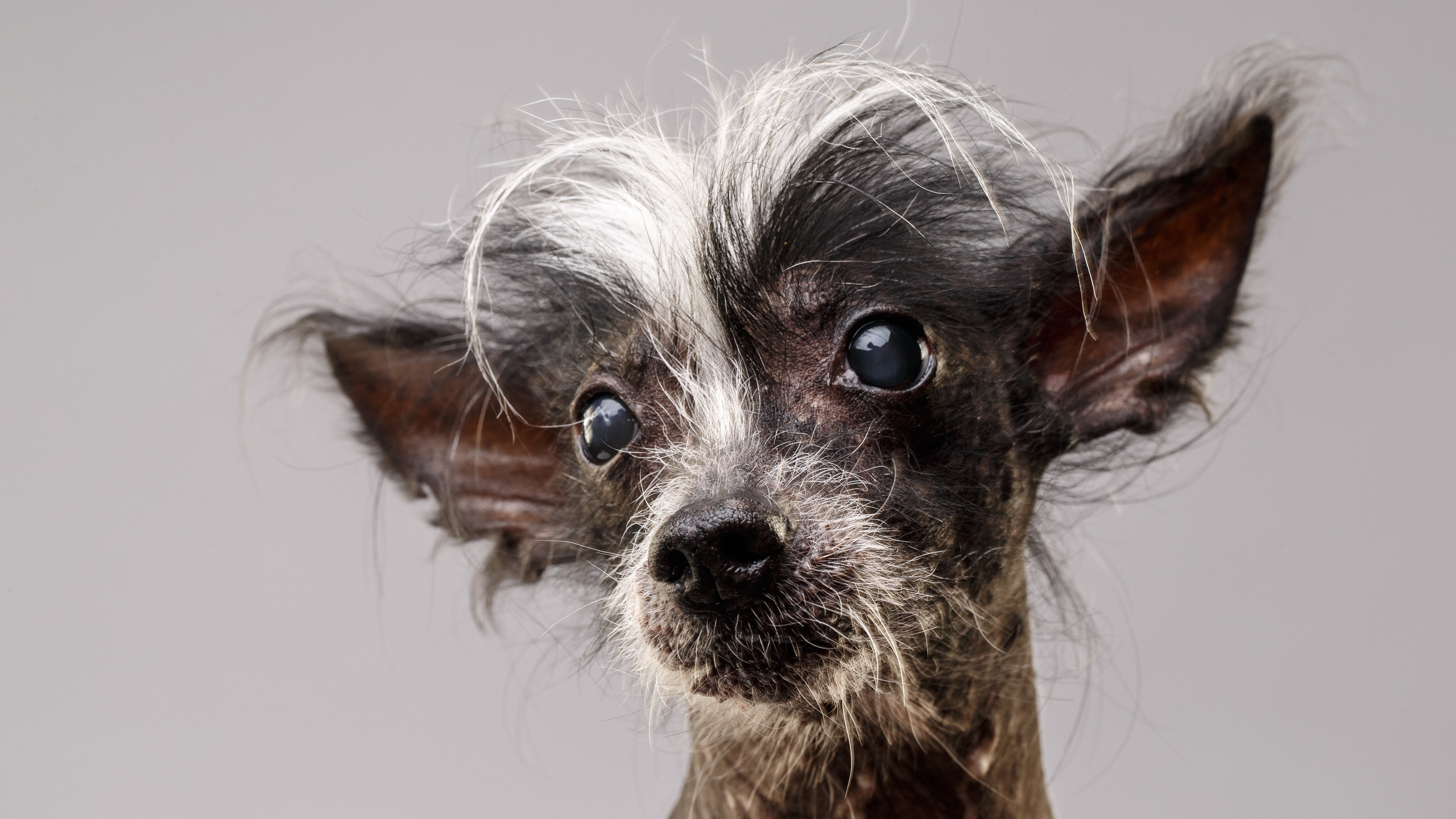 Животные Саратов. Фотограф Сергей Сорокин — классический портрет и НЮ в Саратове