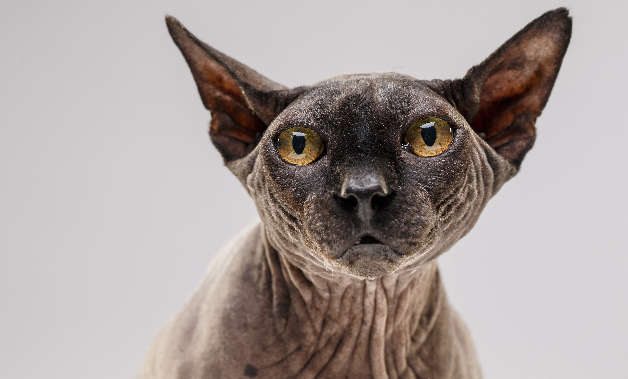 Животные Саратов. Фотограф Сергей Сорокин — классический портрет и НЮ в Саратове