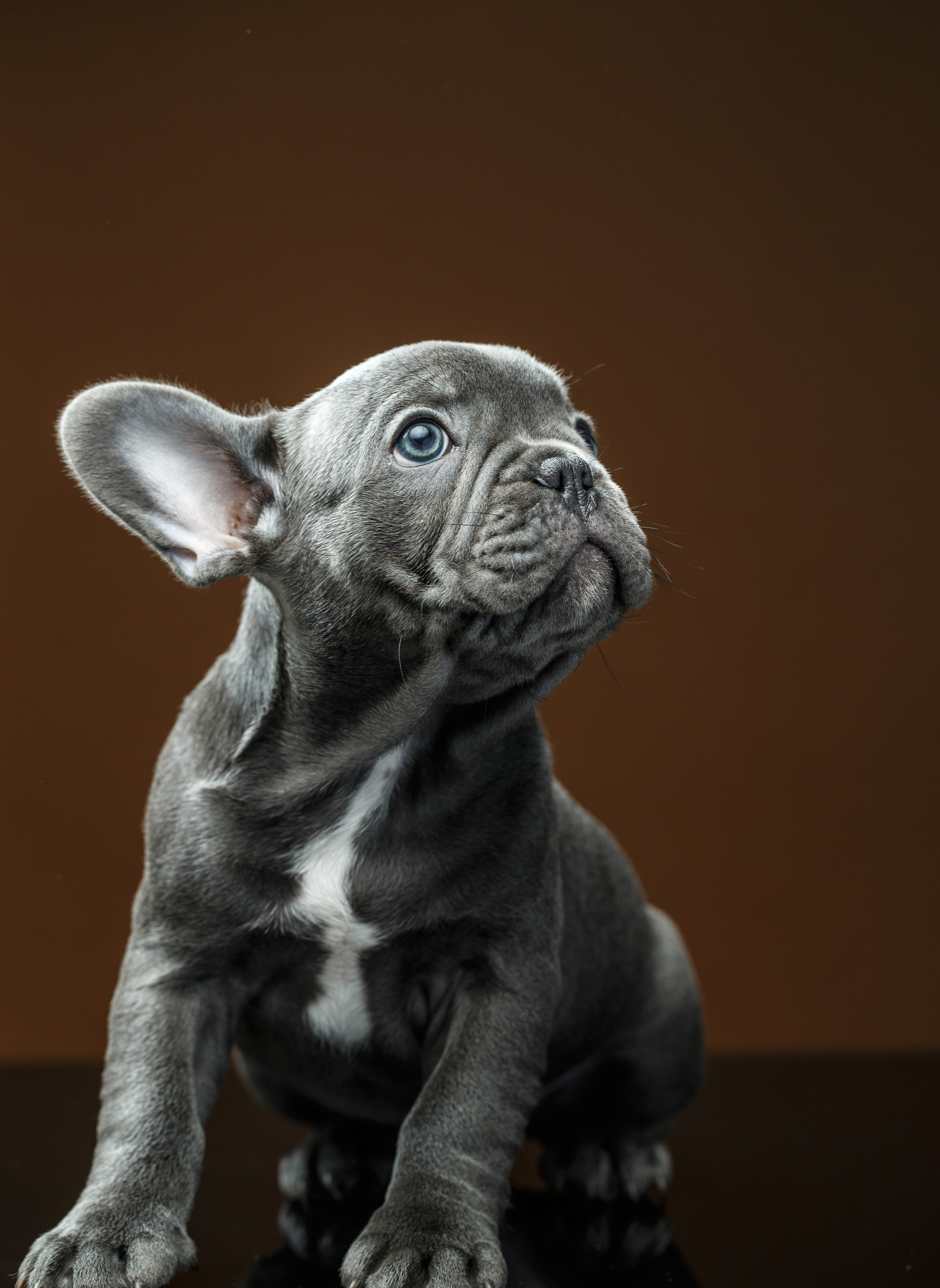 Животные Саратов. Фотограф Сергей Сорокин — классический портрет и НЮ в Саратове