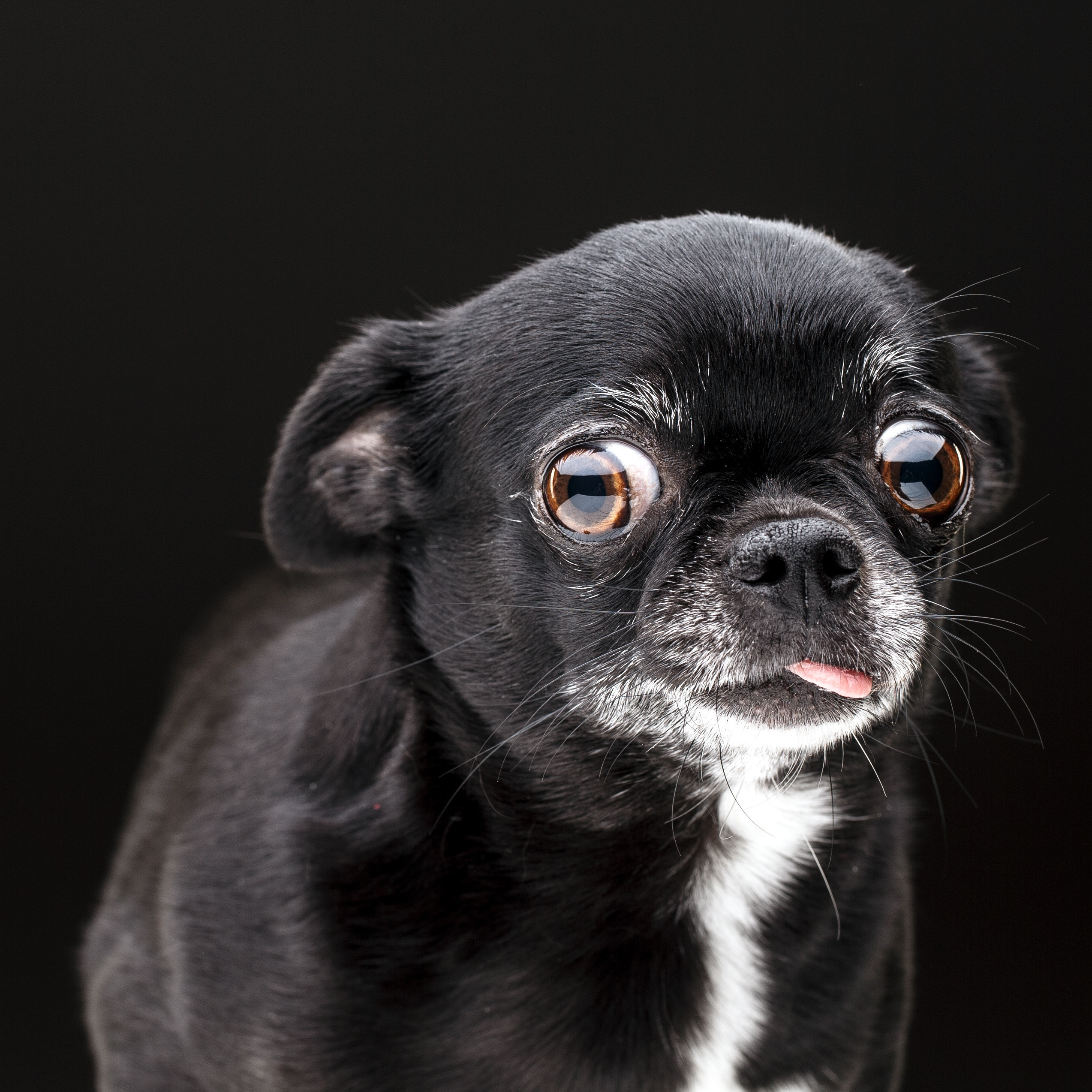 Животные Саратов. Фотограф Сергей Сорокин — классический портрет и НЮ в Саратове