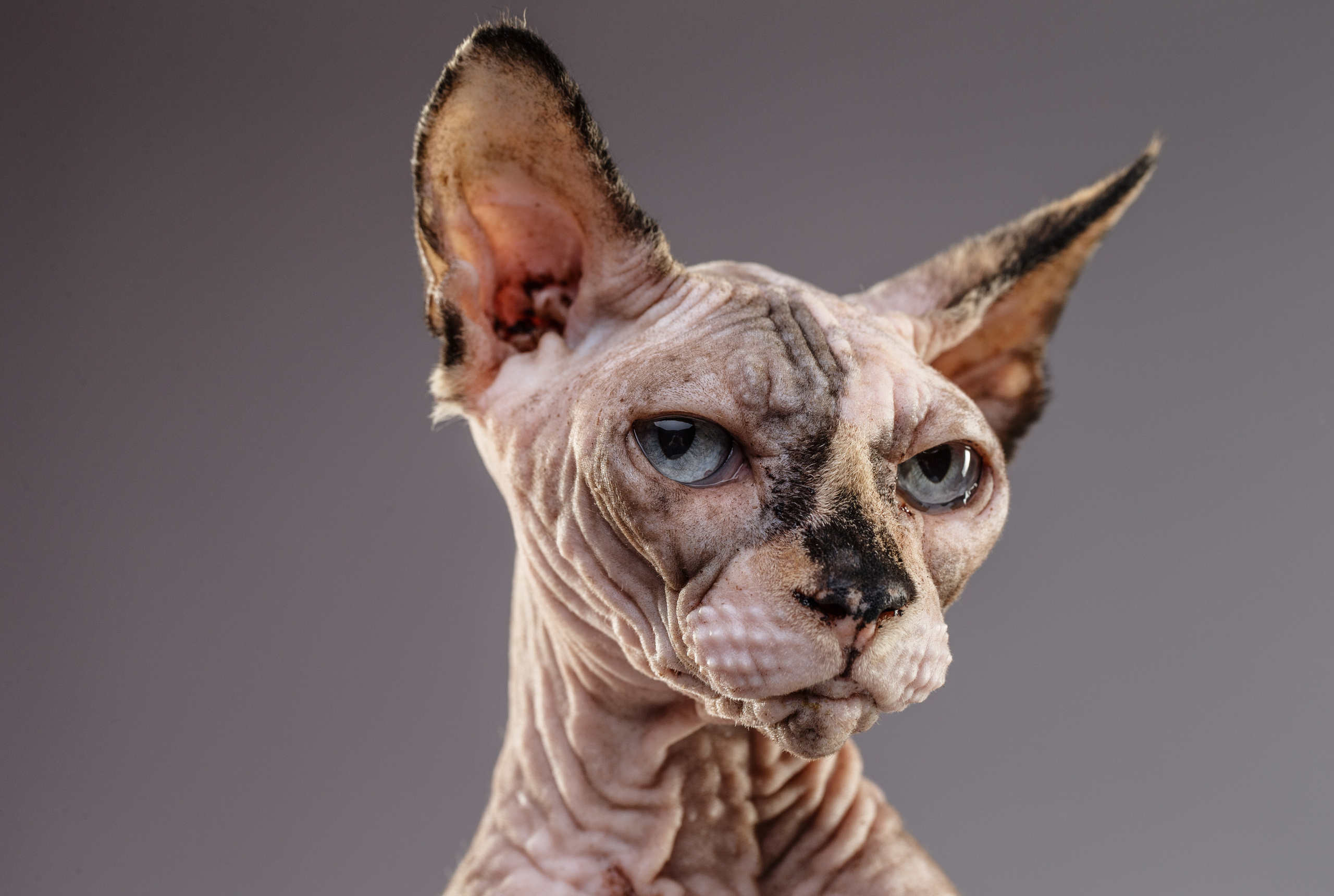 Животные Саратов. Фотограф Сергей Сорокин — классический портрет и НЮ в Саратове