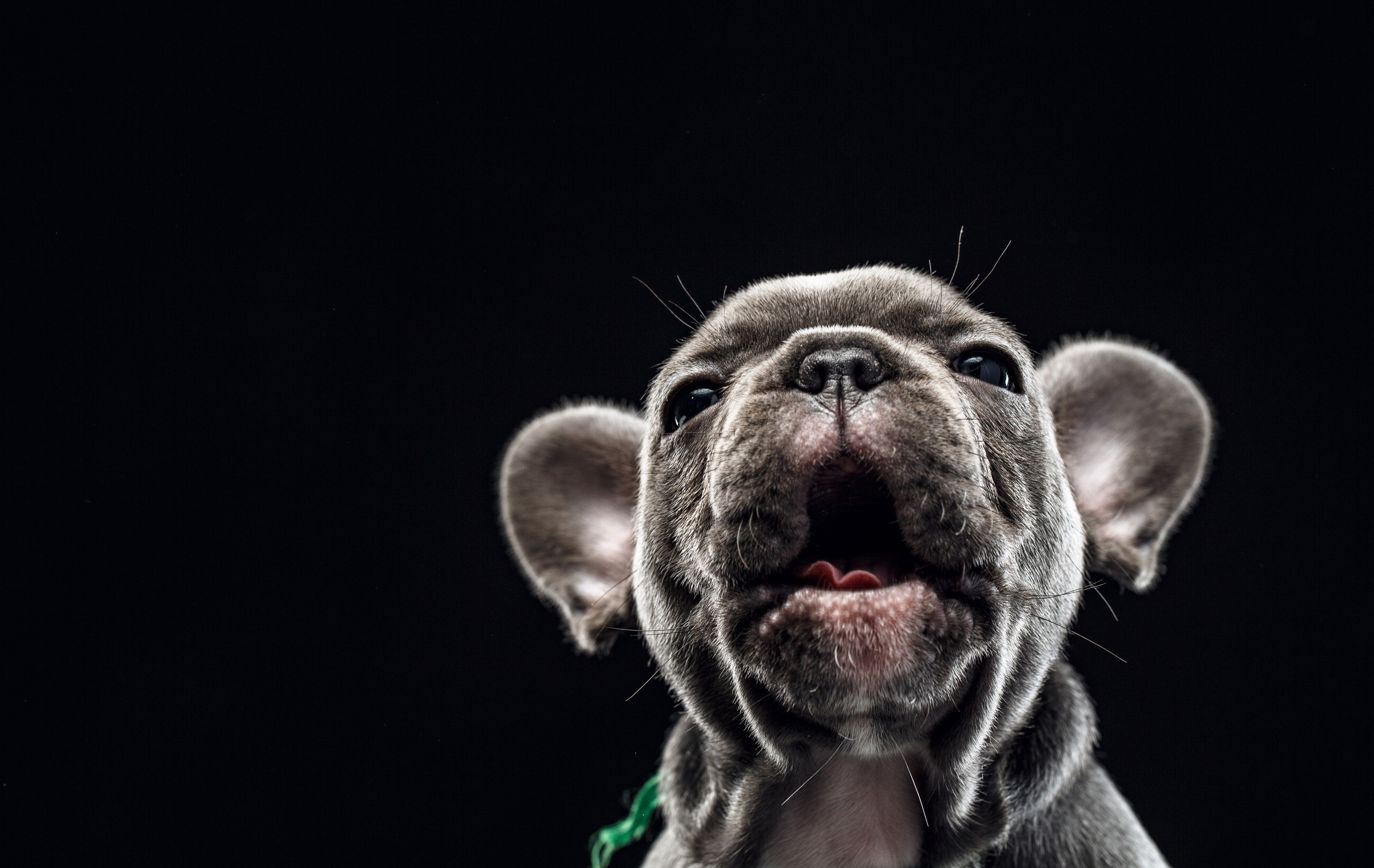 Животные Саратов. Фотограф Сергей Сорокин — классический портрет и НЮ в Саратове