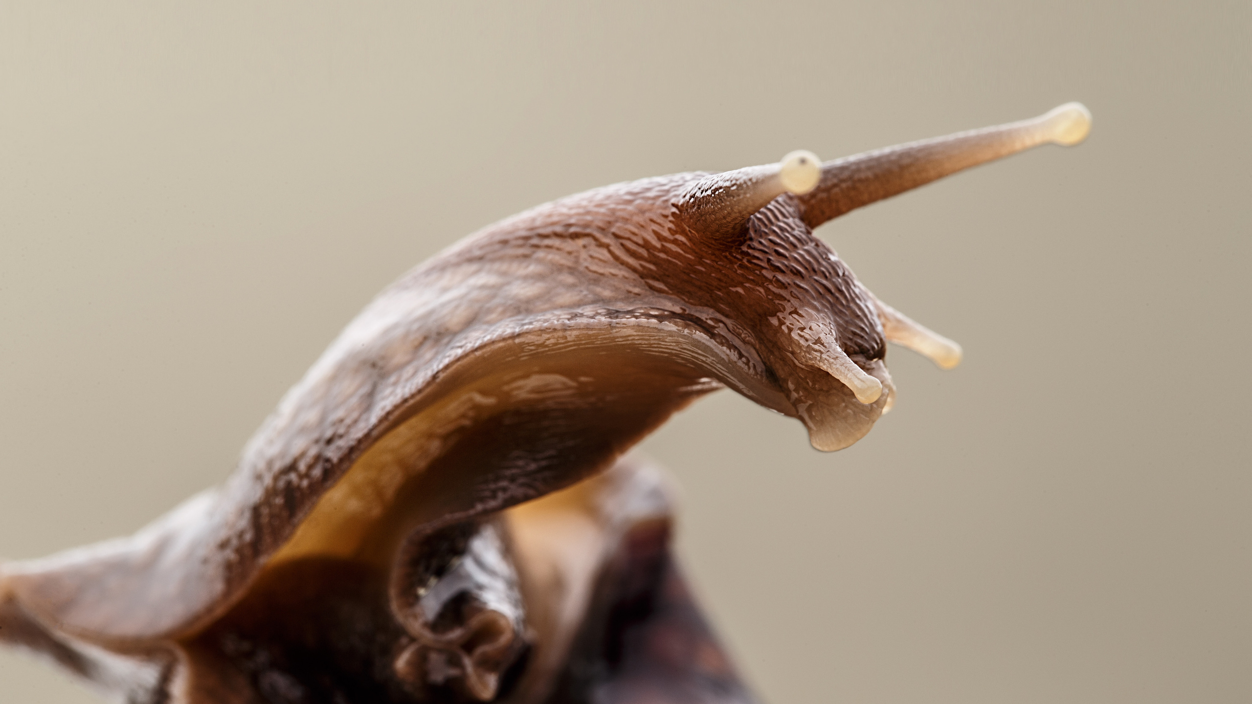 Животные Саратов. Фотограф Сергей Сорокин — классический портрет и НЮ в Саратове