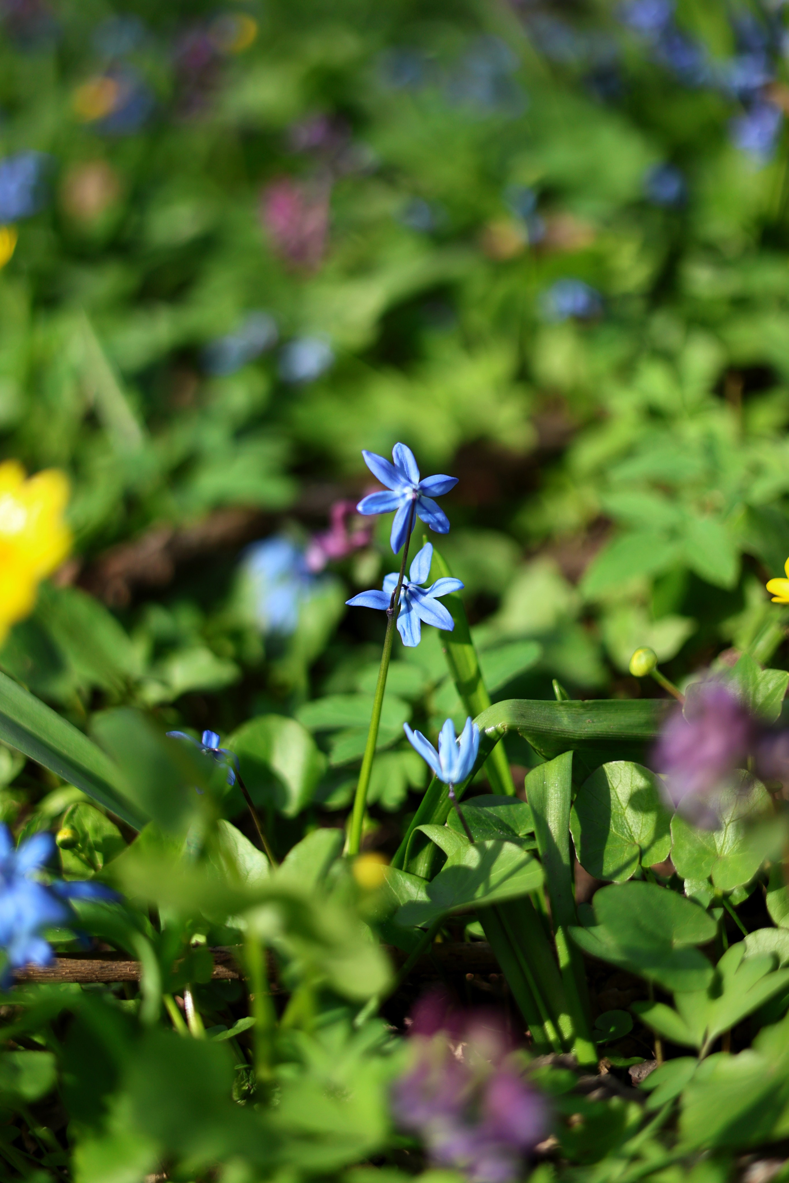Маргарита. Свадебный и семейный фотограф в Воронеже Ксения Воротникова