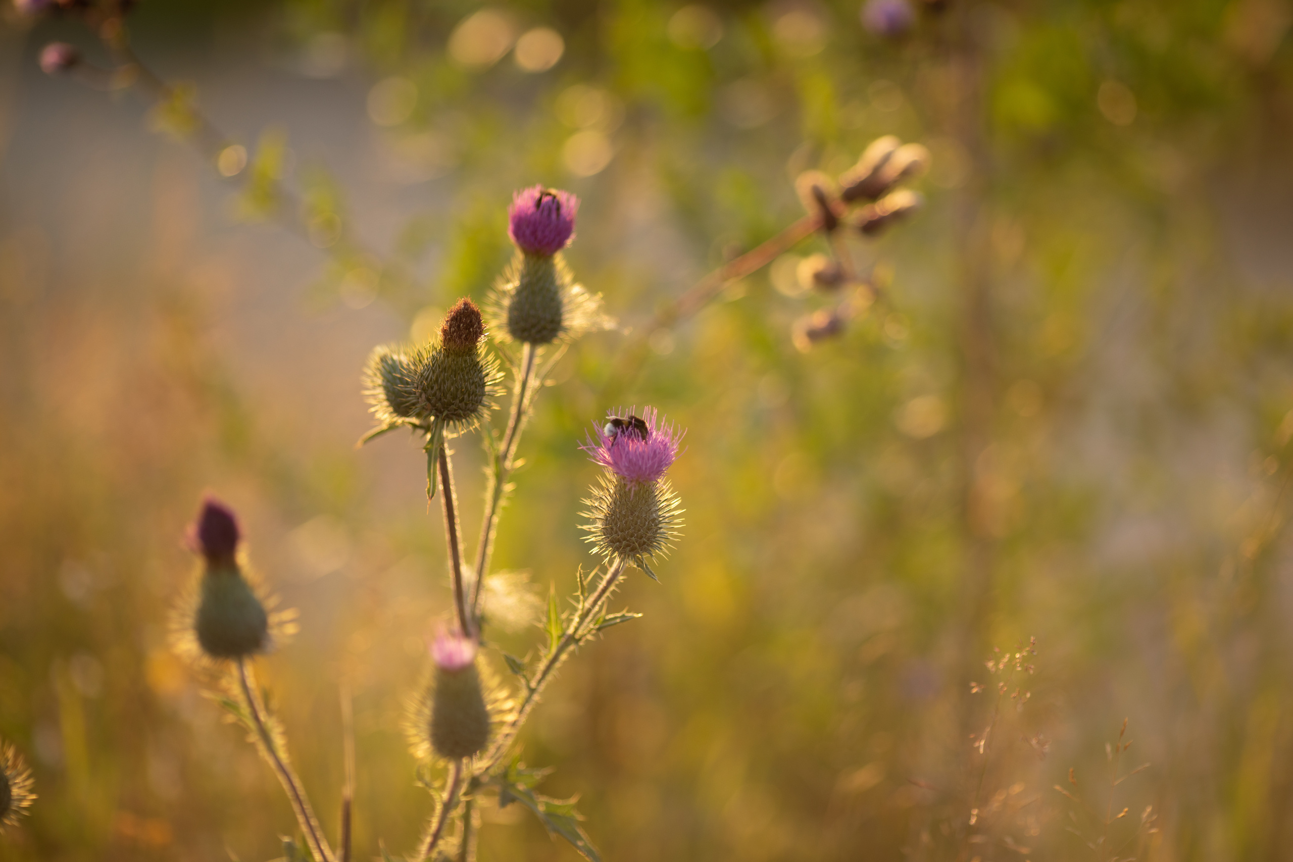 Семейная фотосессия. Детский и семейный фотограф Муксимова Ирина