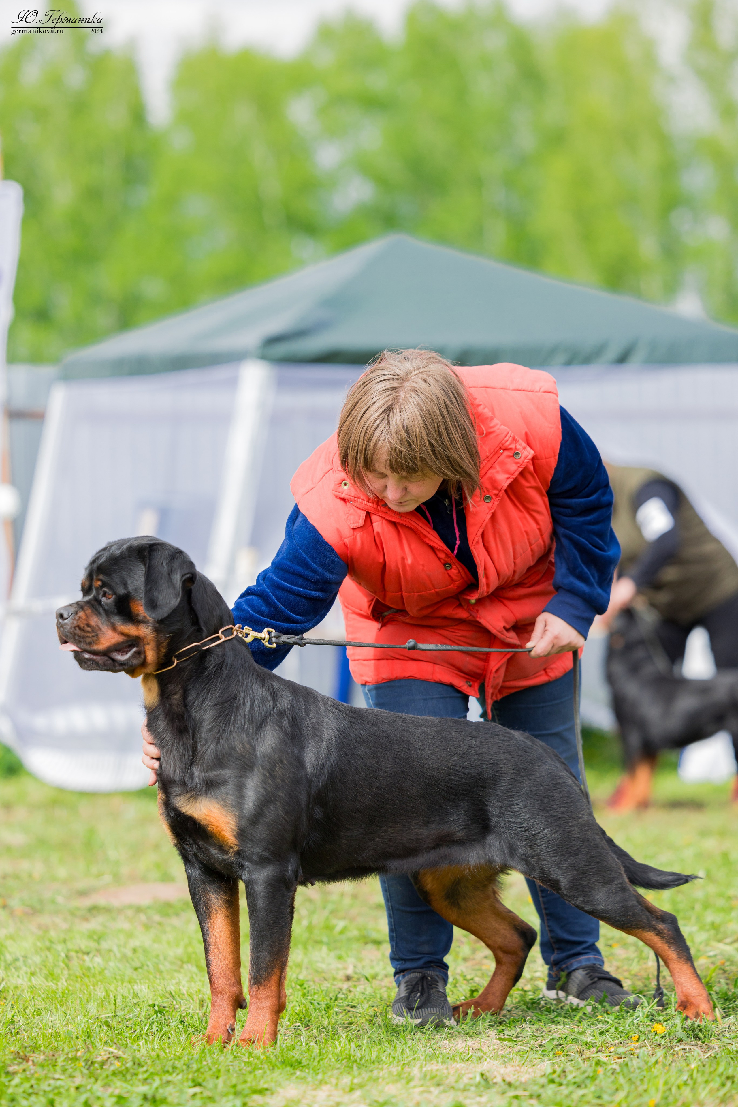 Нижний Новгород 11-12.05.2024 моно ротвейлеров. Фотограф-анималист Юлия Германика