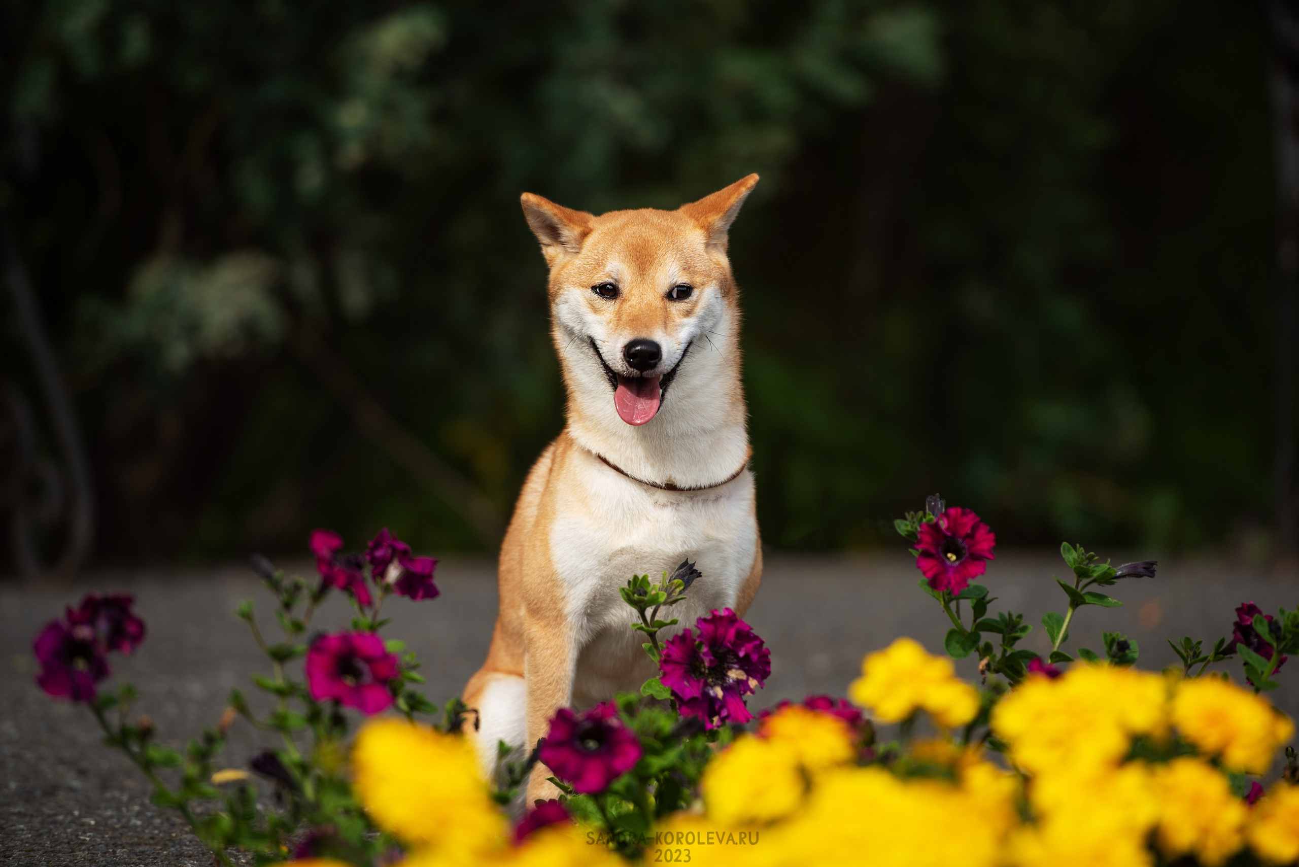 Выставка собак Тюмень 02.09.2023. Дог-фотограф в Тюмени Александра Королева