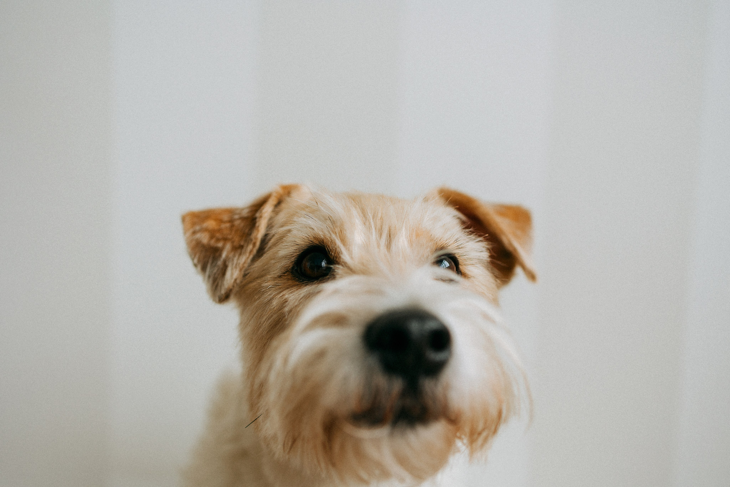 Цунами, Теон и Женя. Фотограф анималист Анастасия Пикей