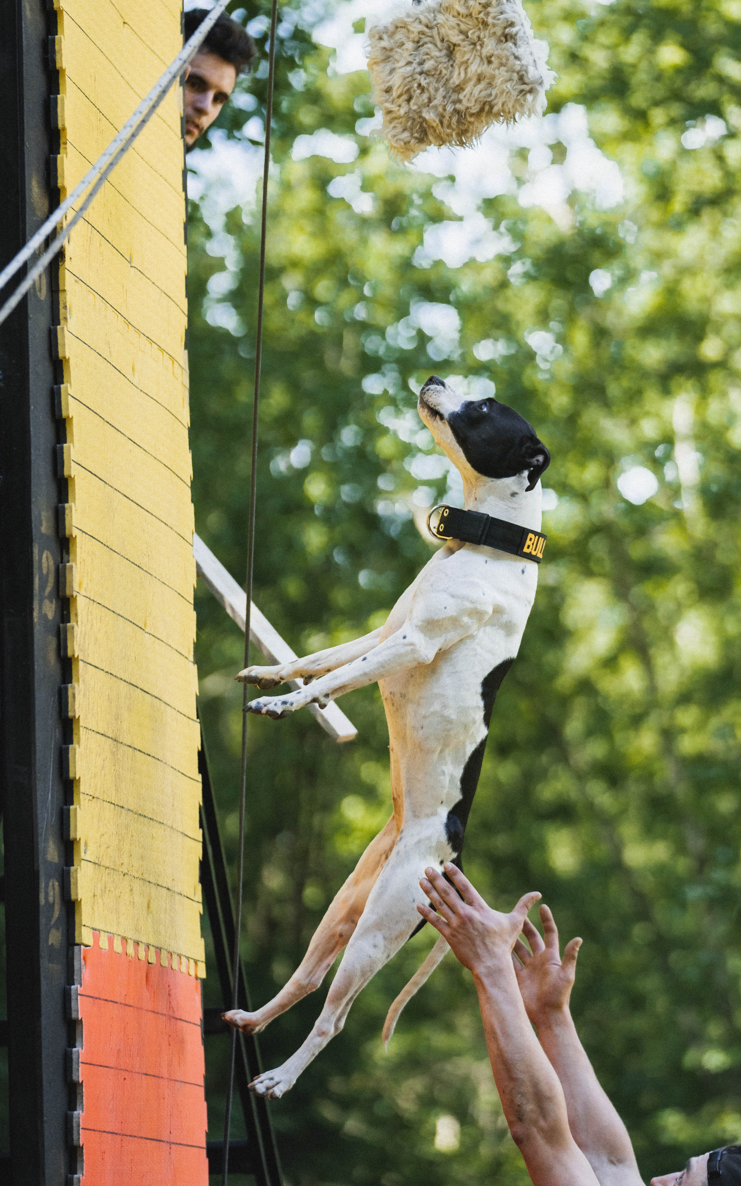Питстафф-многоборье. Фотограф для людей и их питомцев Вика Шальнева