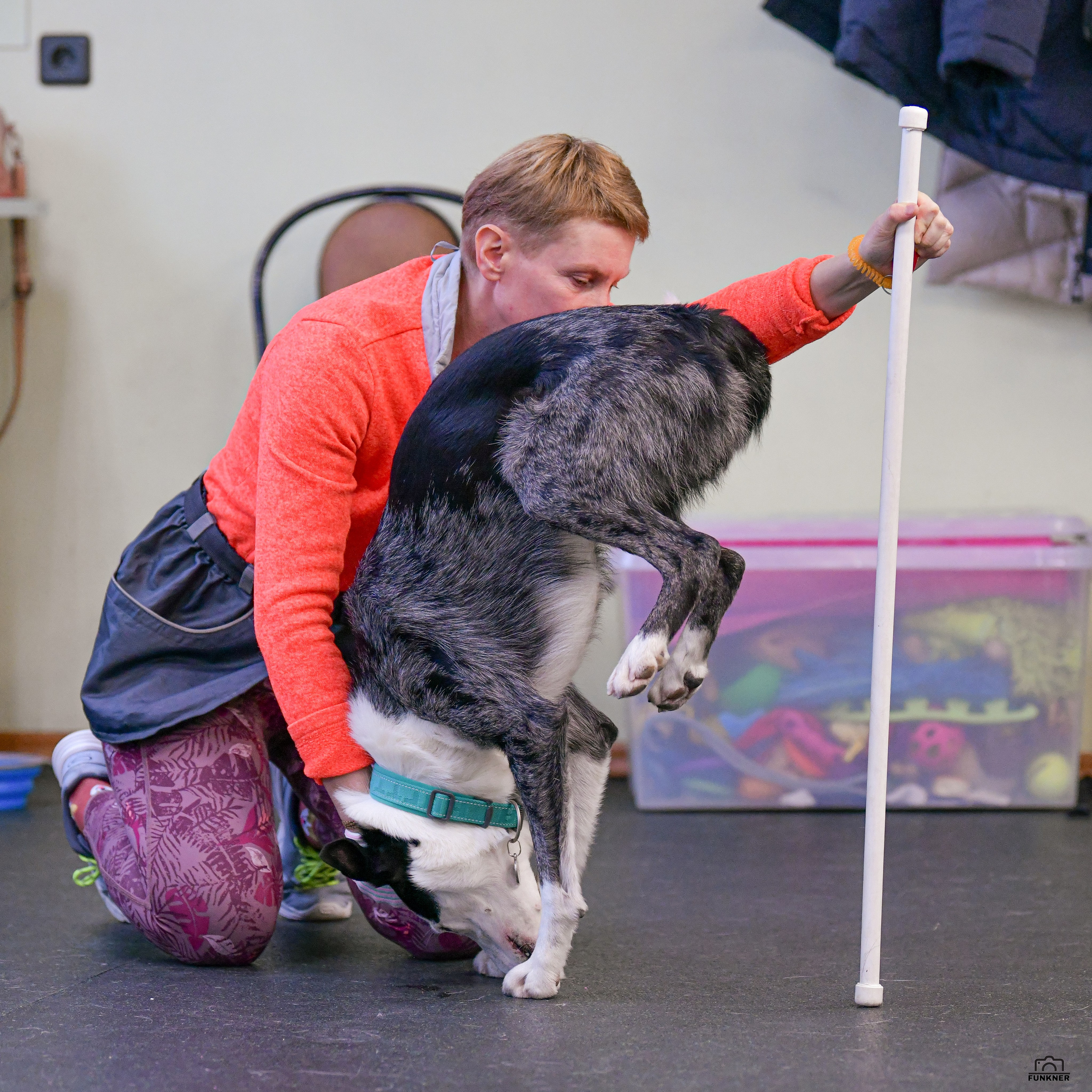 Кинологический клуб «Бодрый хвост». Свой взгляд через объектив