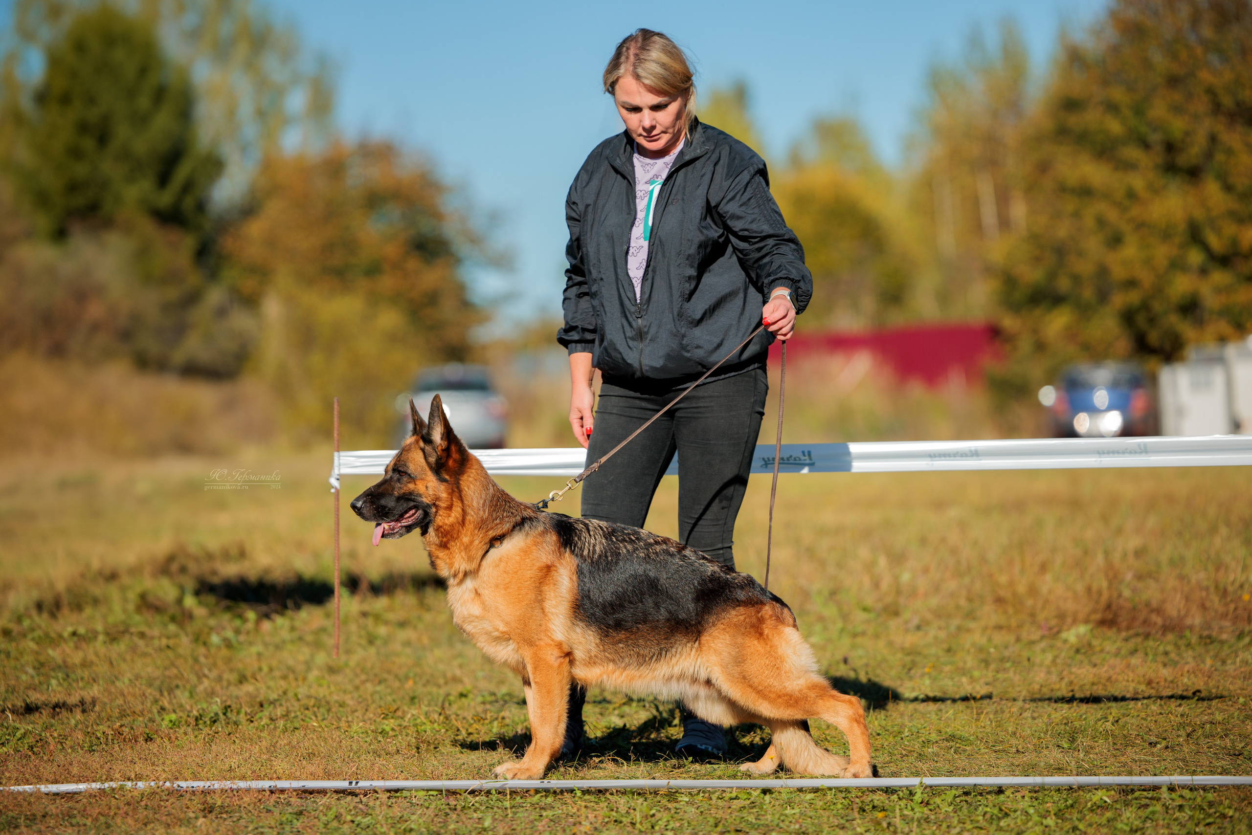 Тверь немецкие овчарки 22.09.2024. Фотограф-анималист Юлия Германика