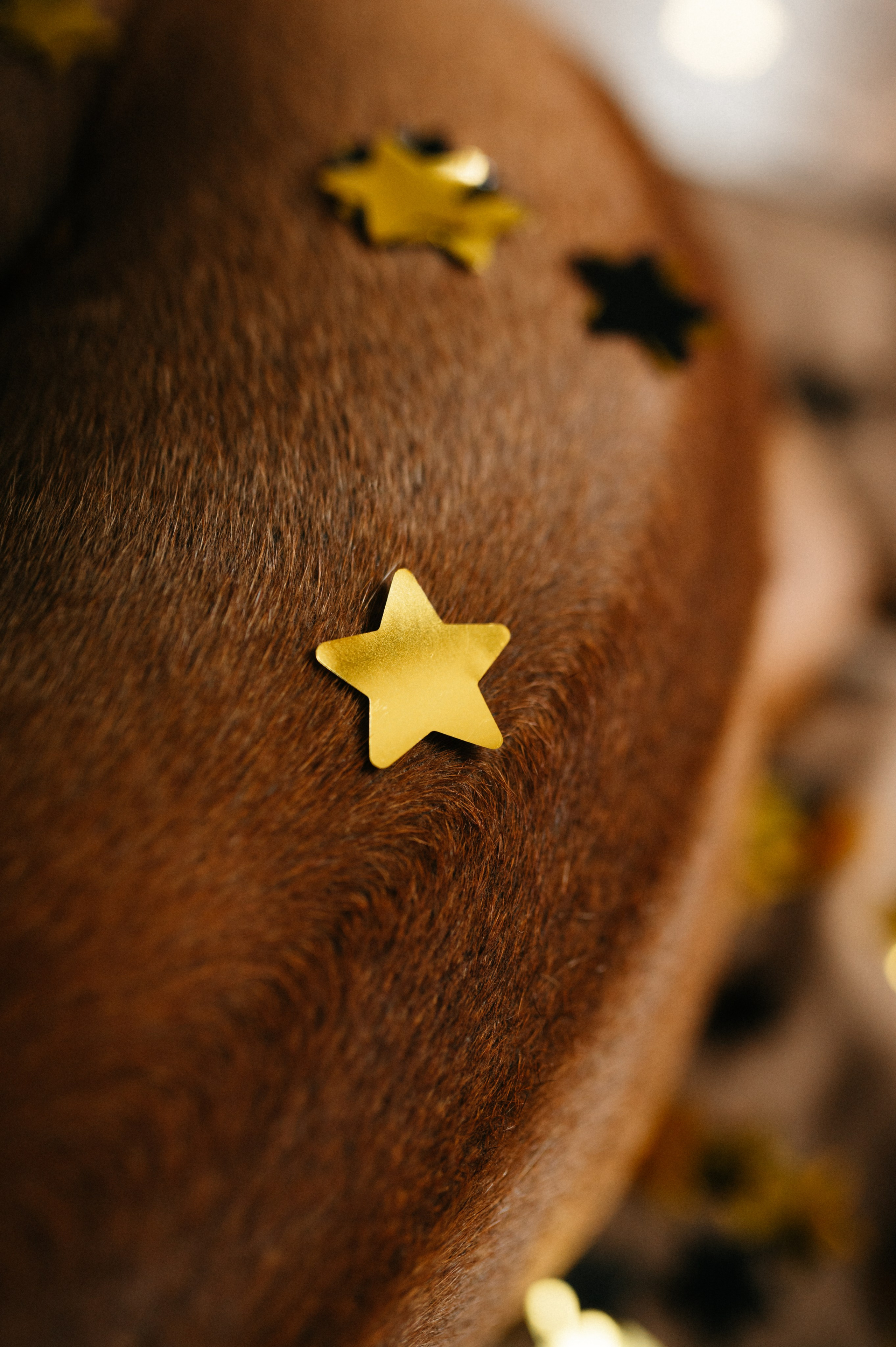 Оксана и Зевс. Фотограф анималист в Москве Ольга Агушева