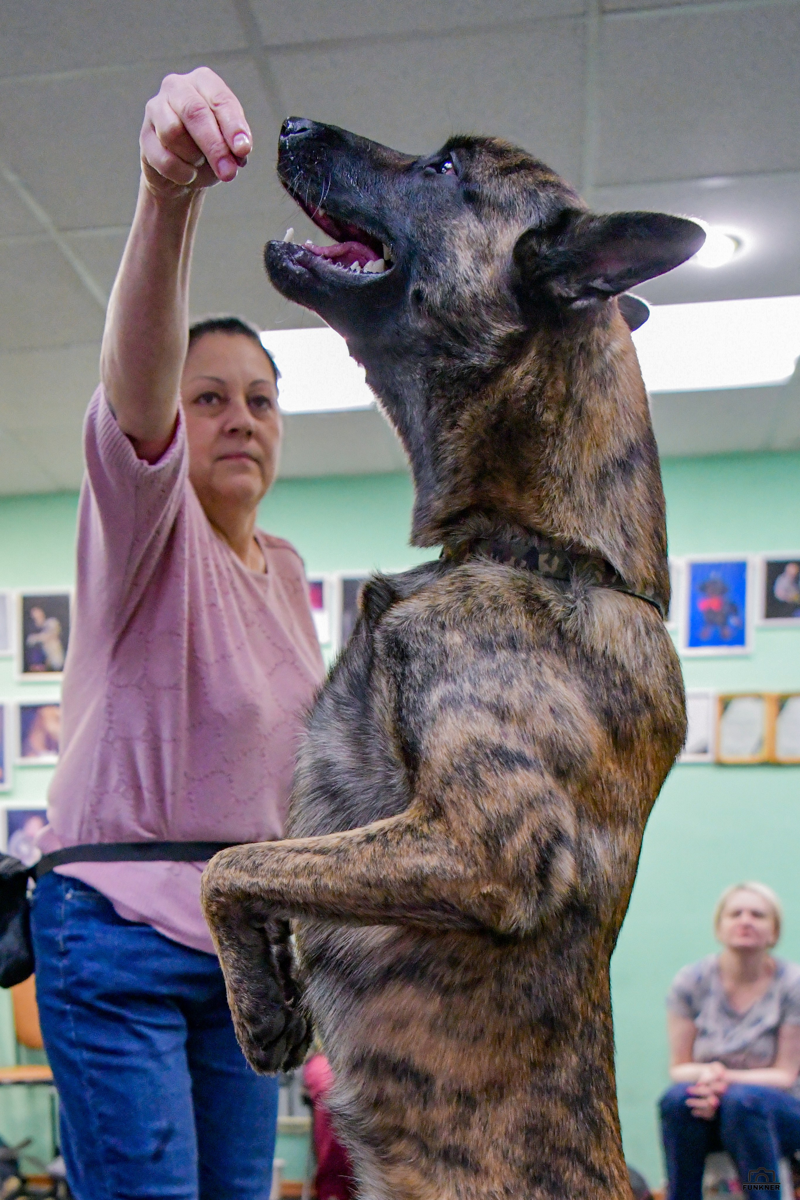 Кинологический клуб «Бодрый хвост». Свой взгляд через объектив