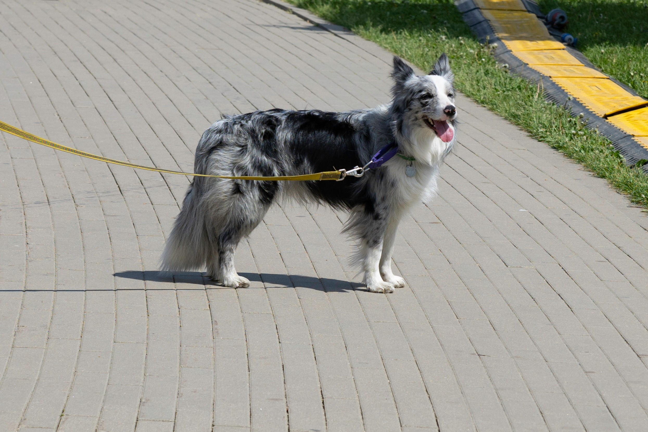 «ЛапкиФест». Фотограф, получающий удовольствие от своей работы