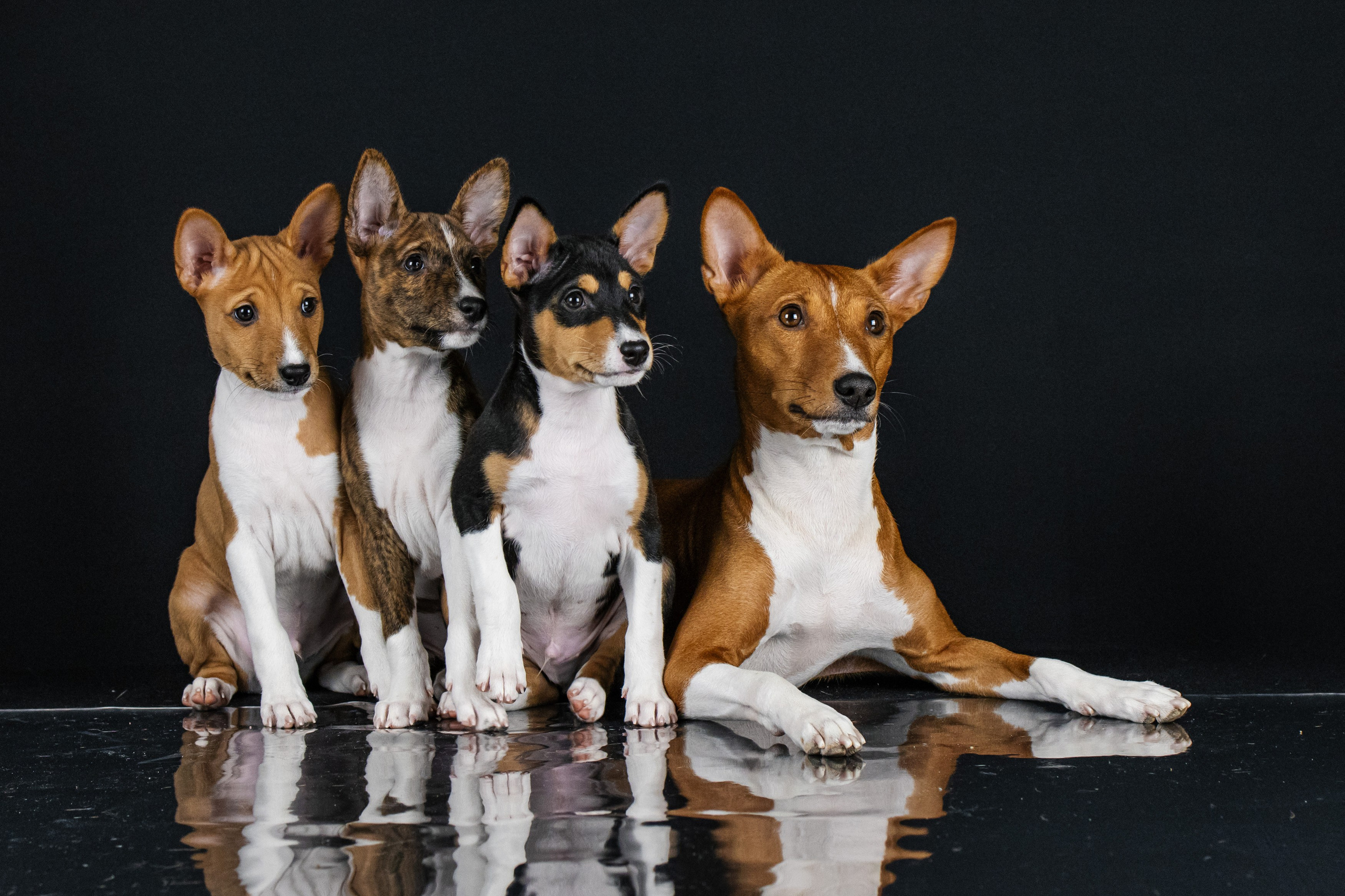 Басенджи. Фотограф анималист Аня Ливанова | Рыбинск