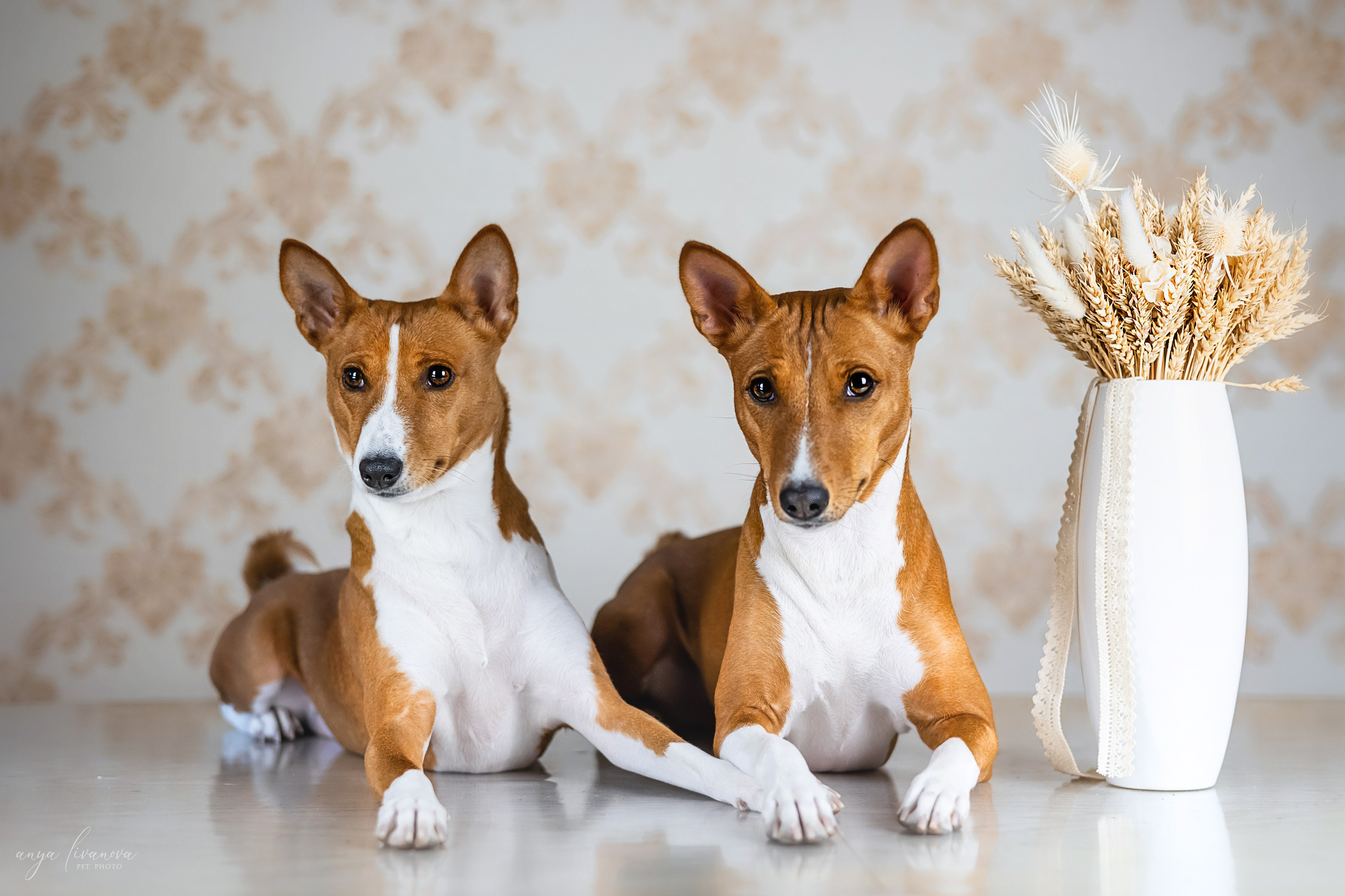 Одри и Ника. Фотограф анималист Аня Ливанова | Рыбинск