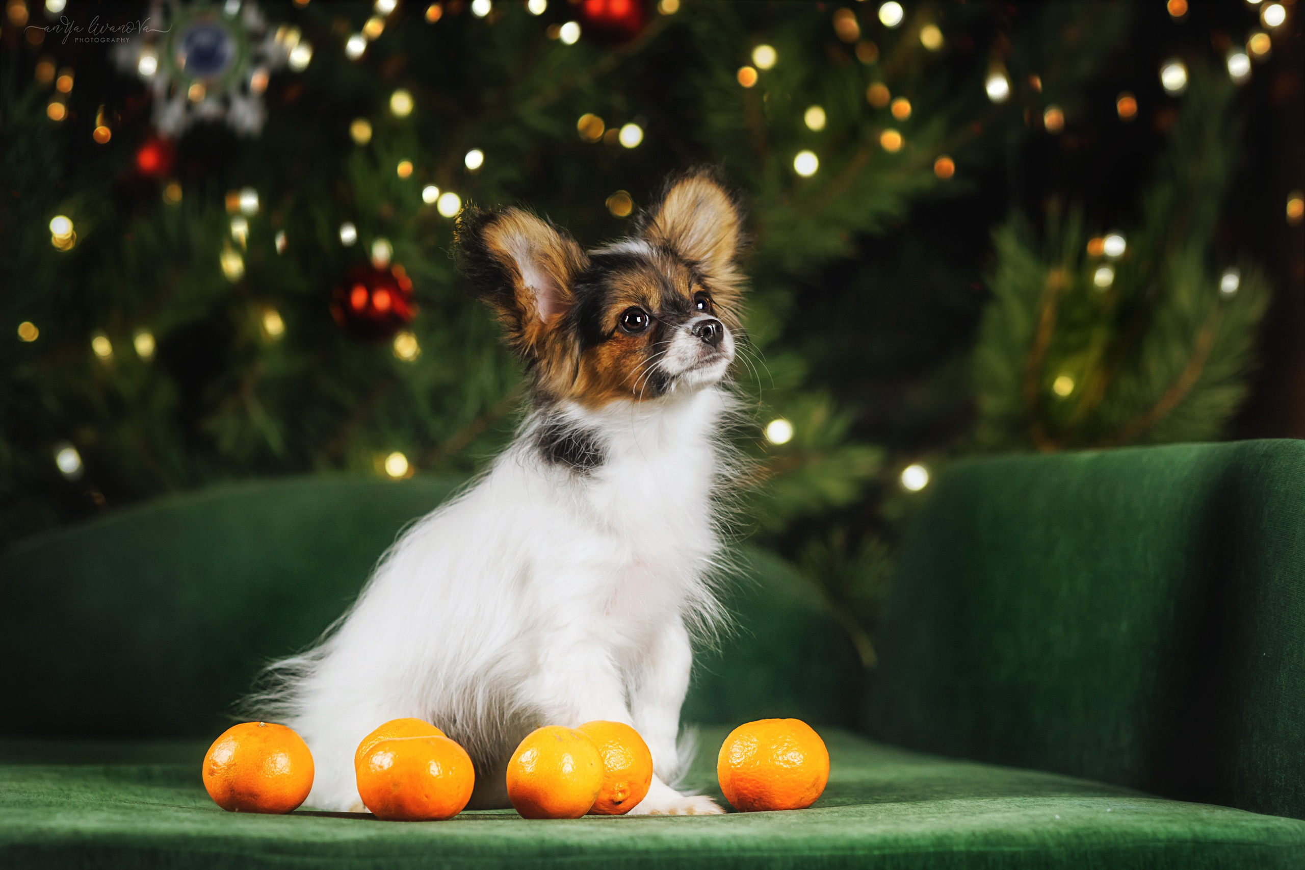 Новогодняя атмосфера в «Simply the Best». Фотограф анималист Аня Ливанова | Рыбинск