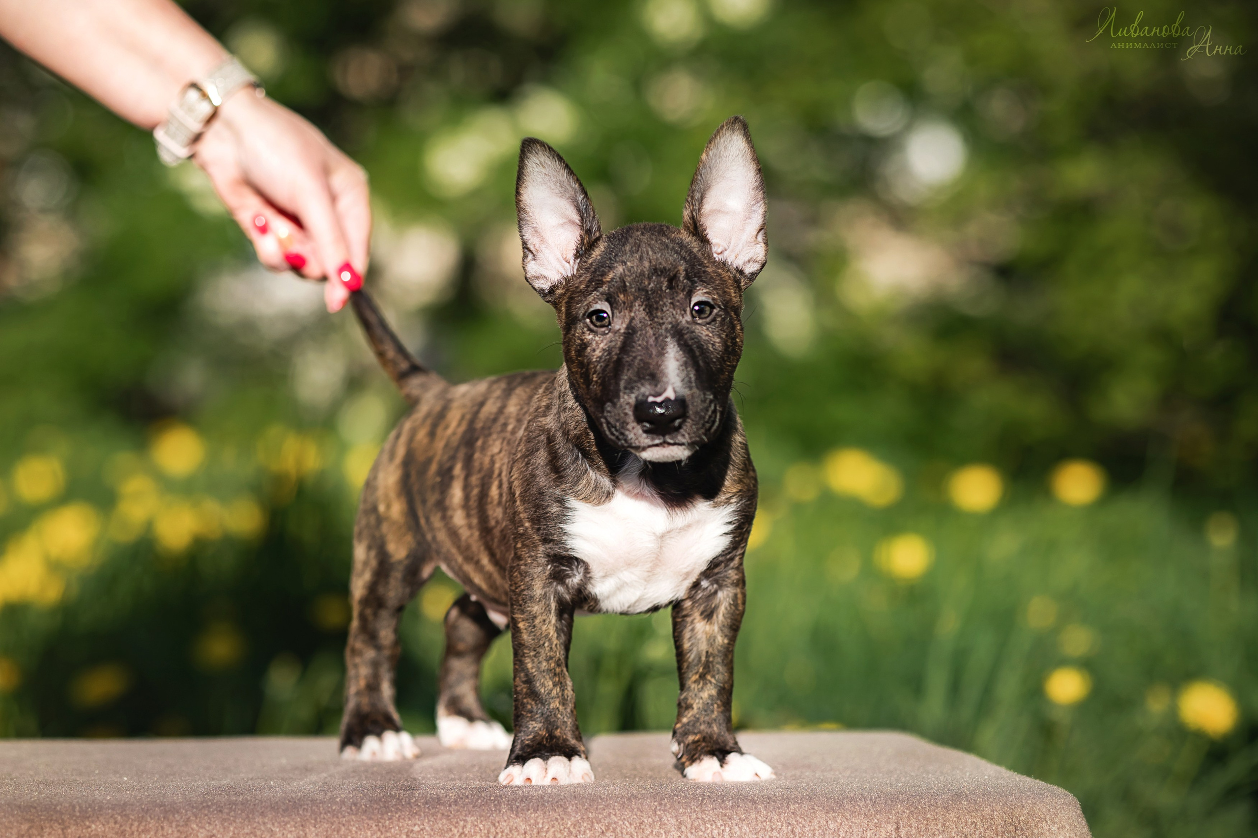 Минибультерьерчики. Фотограф анималист Аня Ливанова | Рыбинск