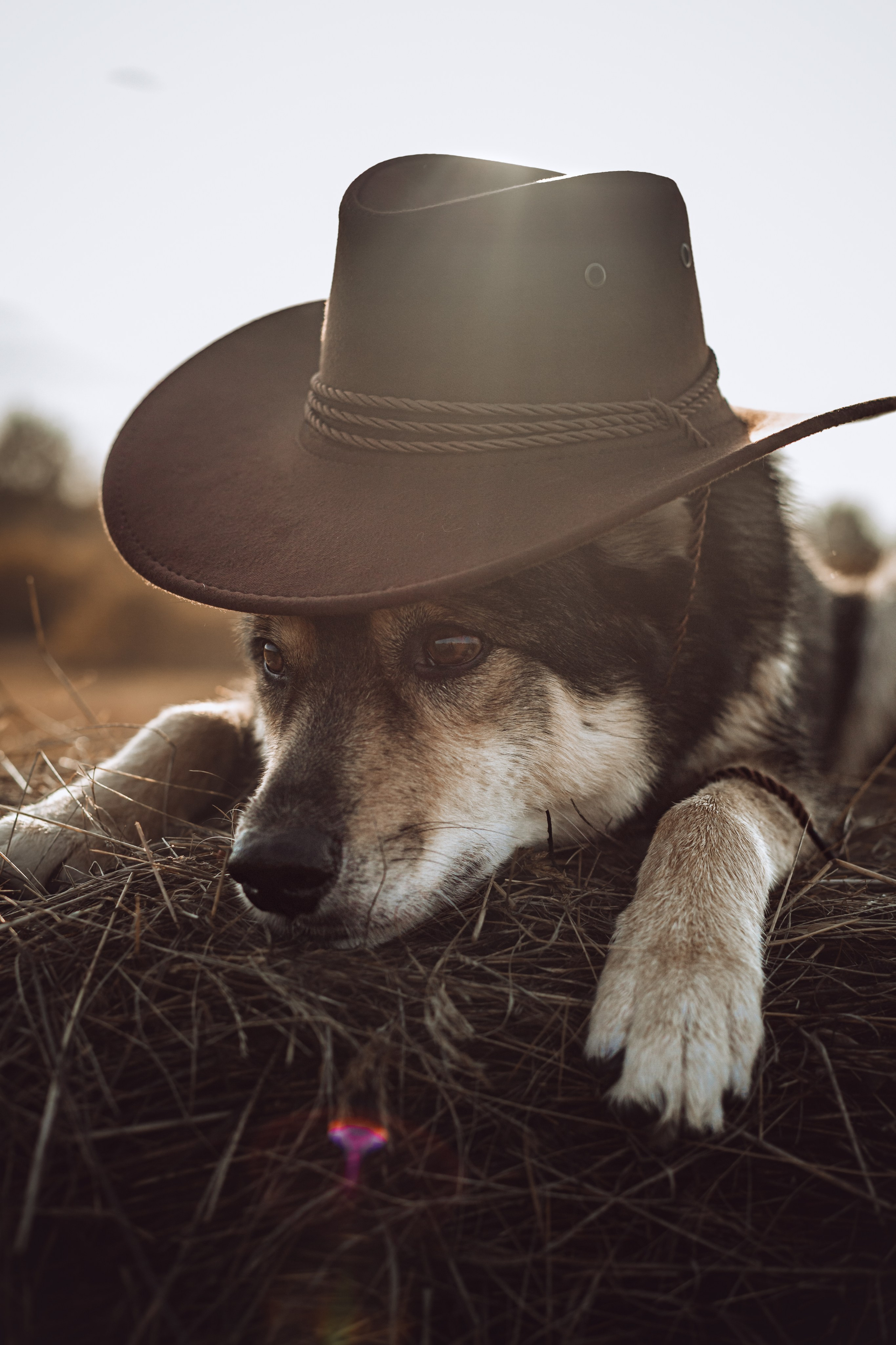 Кантри Дюк. Фотограф-анималист Татьяна Степанова