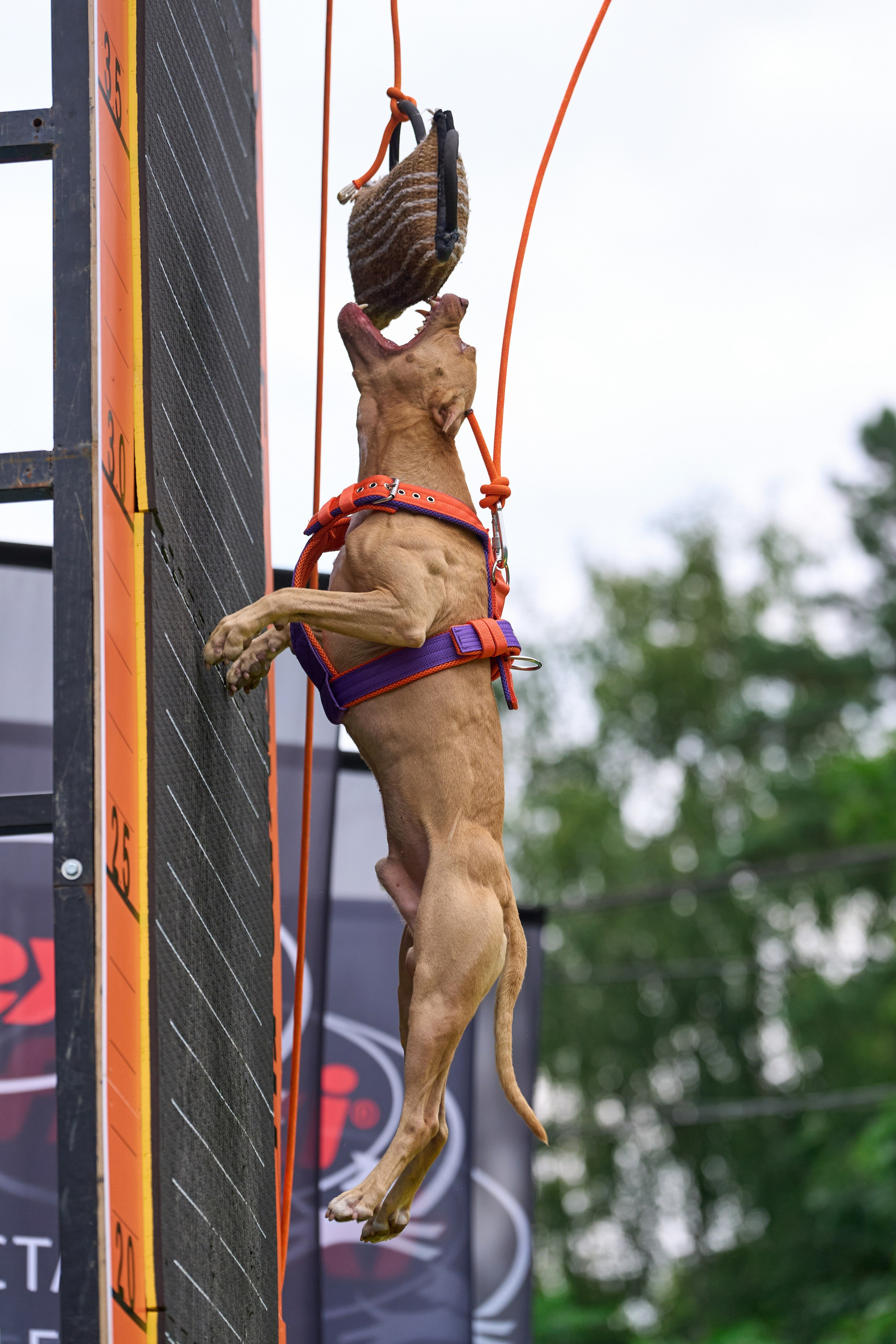 4 лапы Фест. Многоборье. Фотограф-анималист Михаил Манухин