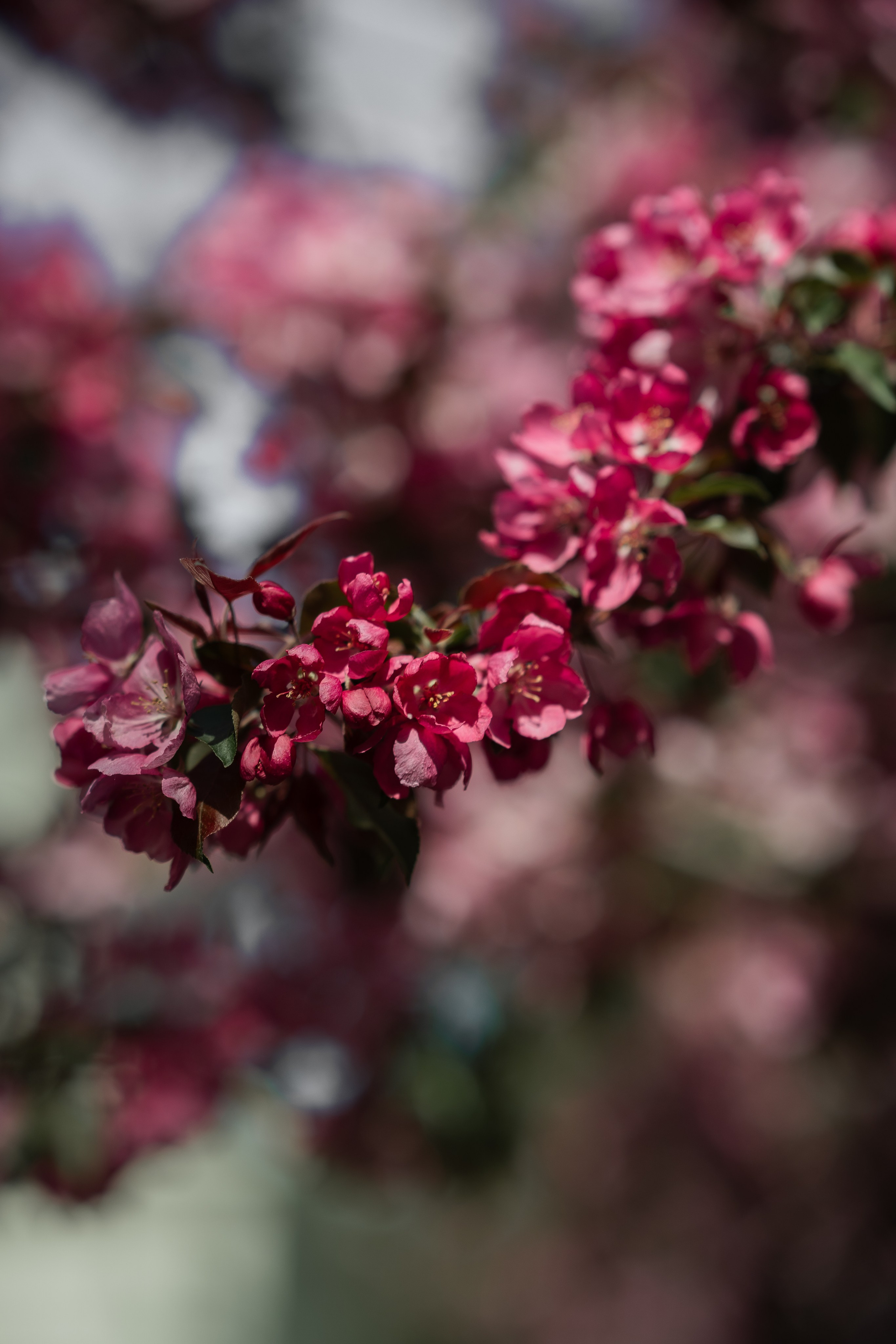 Даша и яблоня. Москва, ВДНХ. Семейный и детский фотограф в Сергиев Посаде, Хотьково Якимчук Любовь