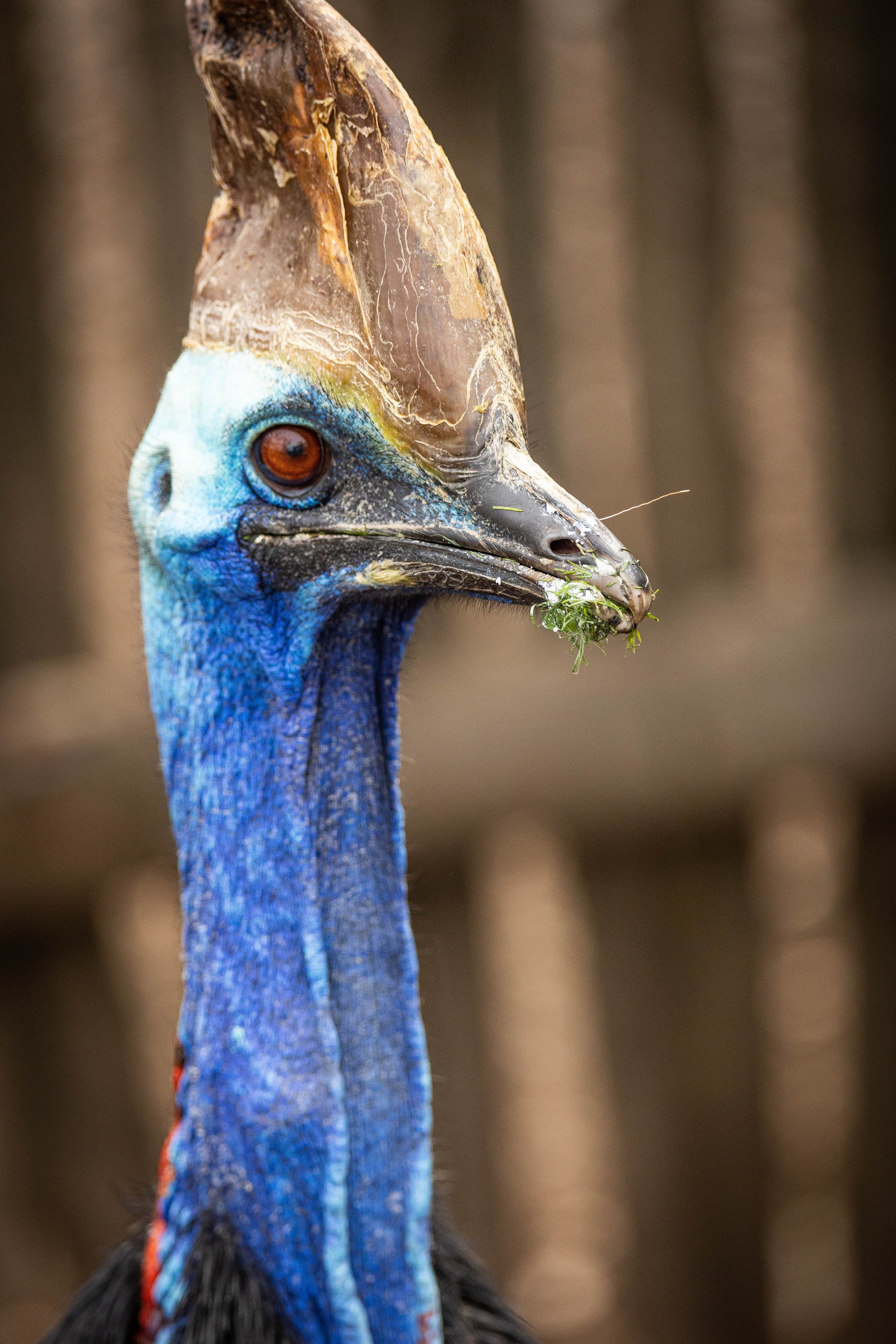 Парк Малинки 2026. Фотограф-АниМалист Анна Абрамова