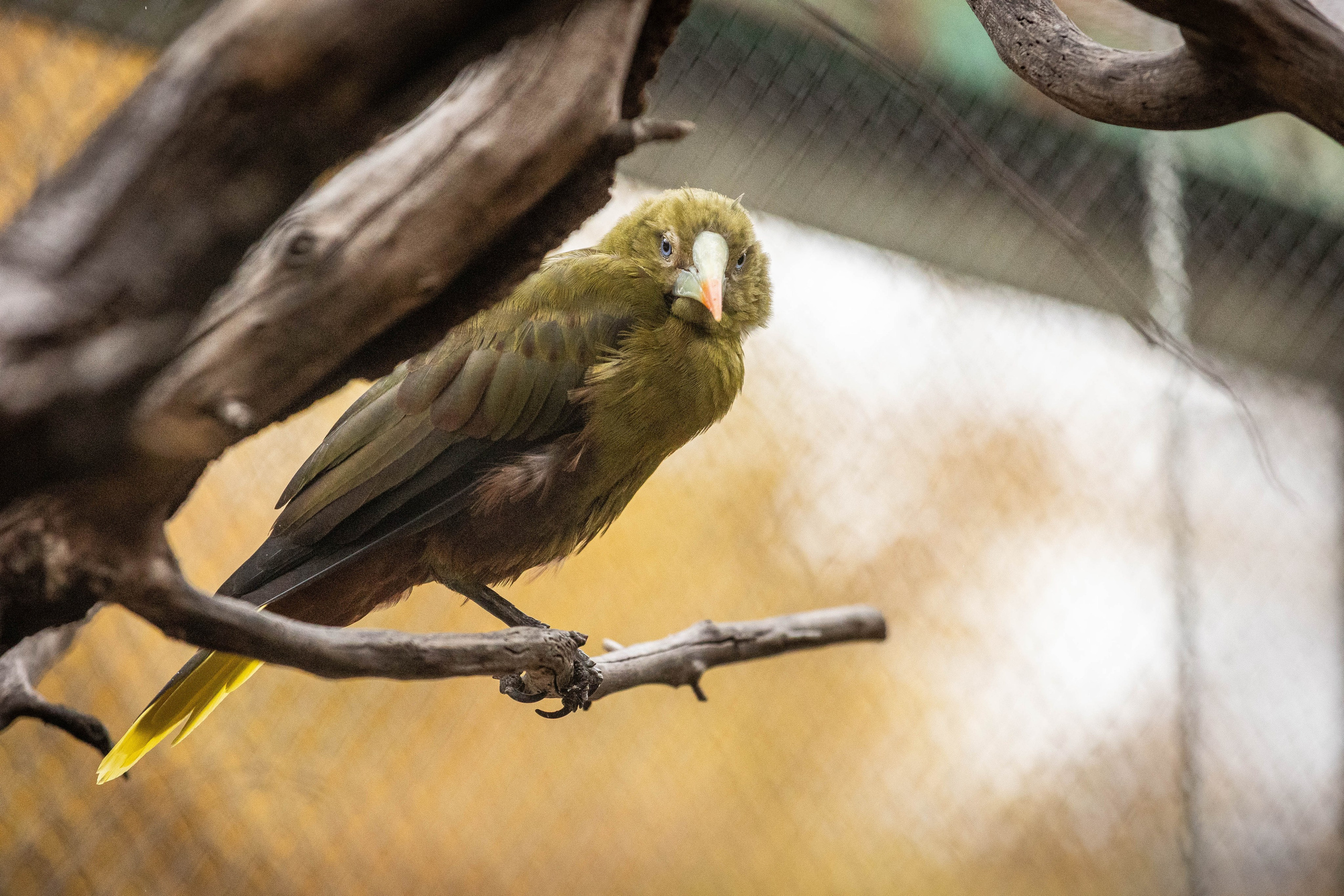 Зоопарк Малинки. Фотограф-АниМалист Анна Абрамова