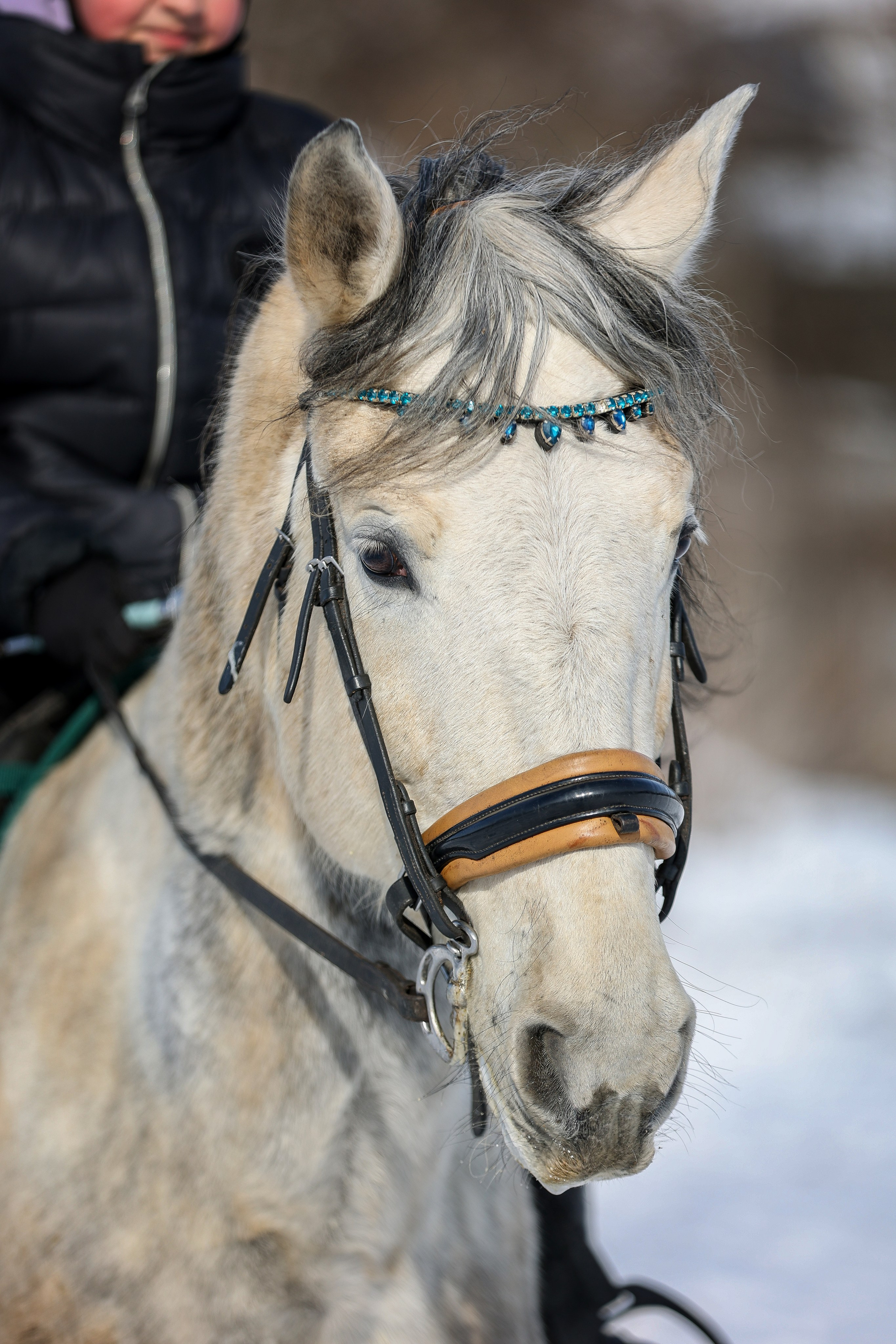 ЛОШАДИ. Фотограф-АниМалист Анна Абрамова