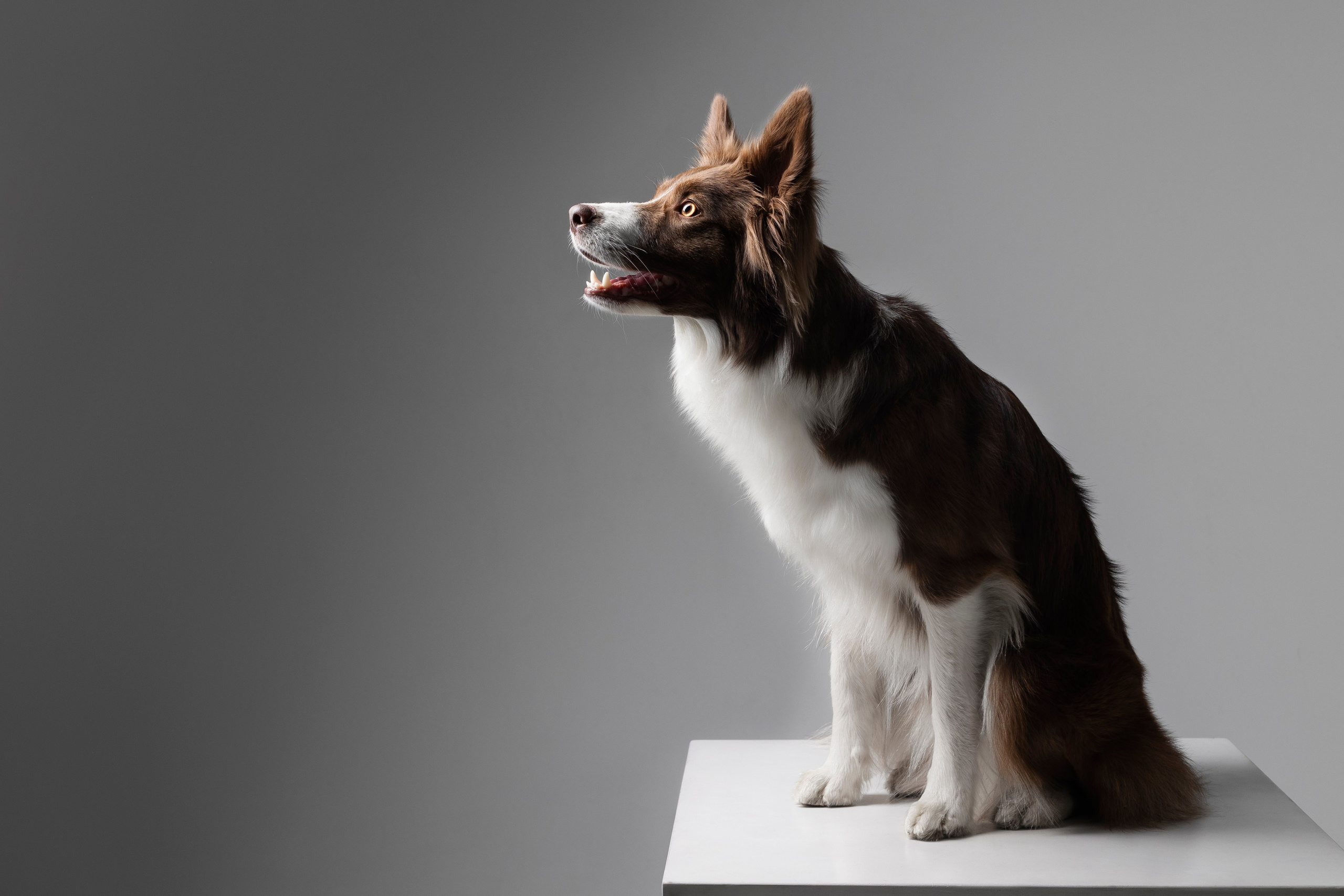 Беатрисс и бордер Вивьен в студии. Фотограф анималист в Москве Майорова Евгения