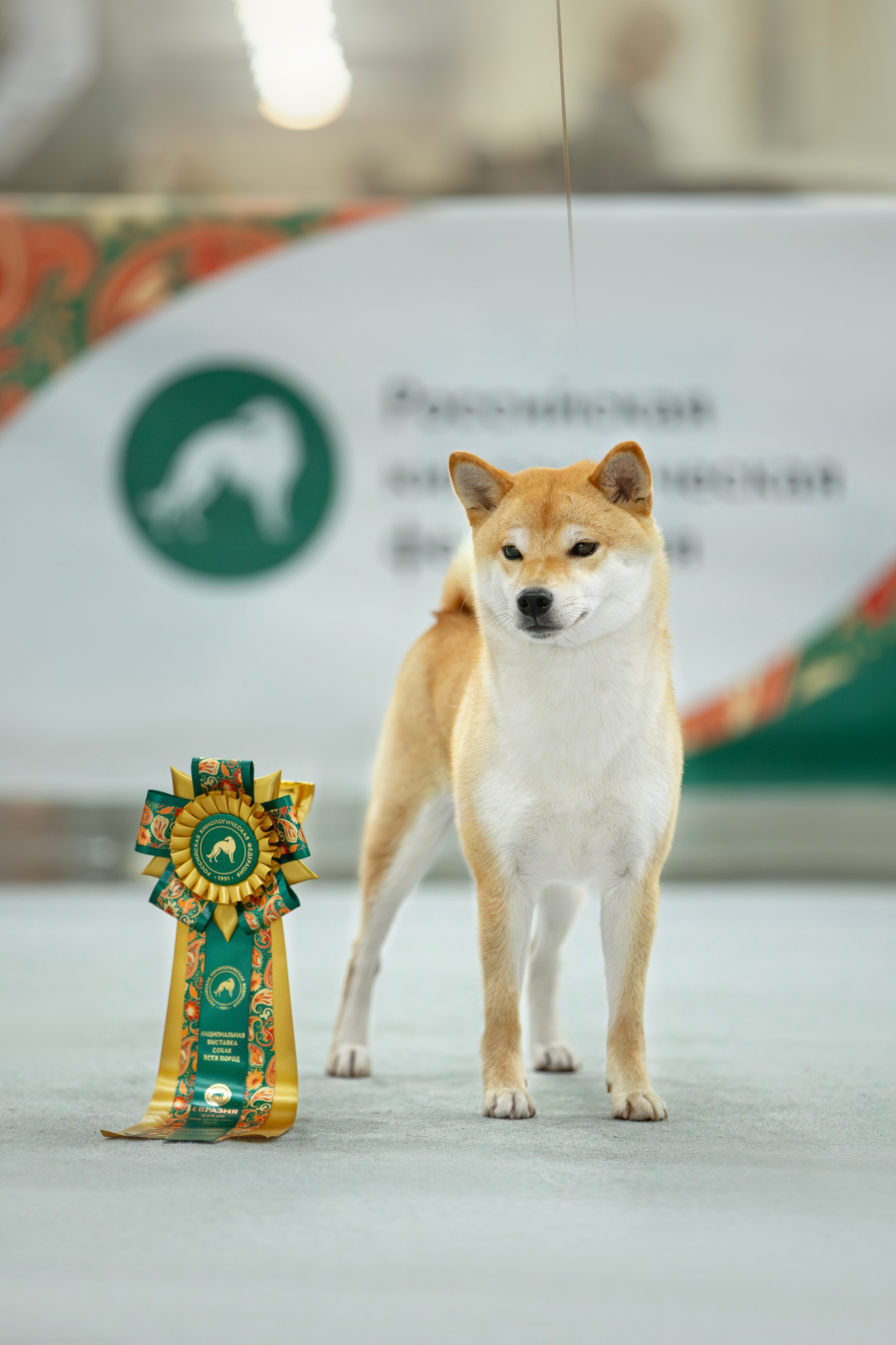 Выставки. Фотограф анималист в Москве Майорова Евгения