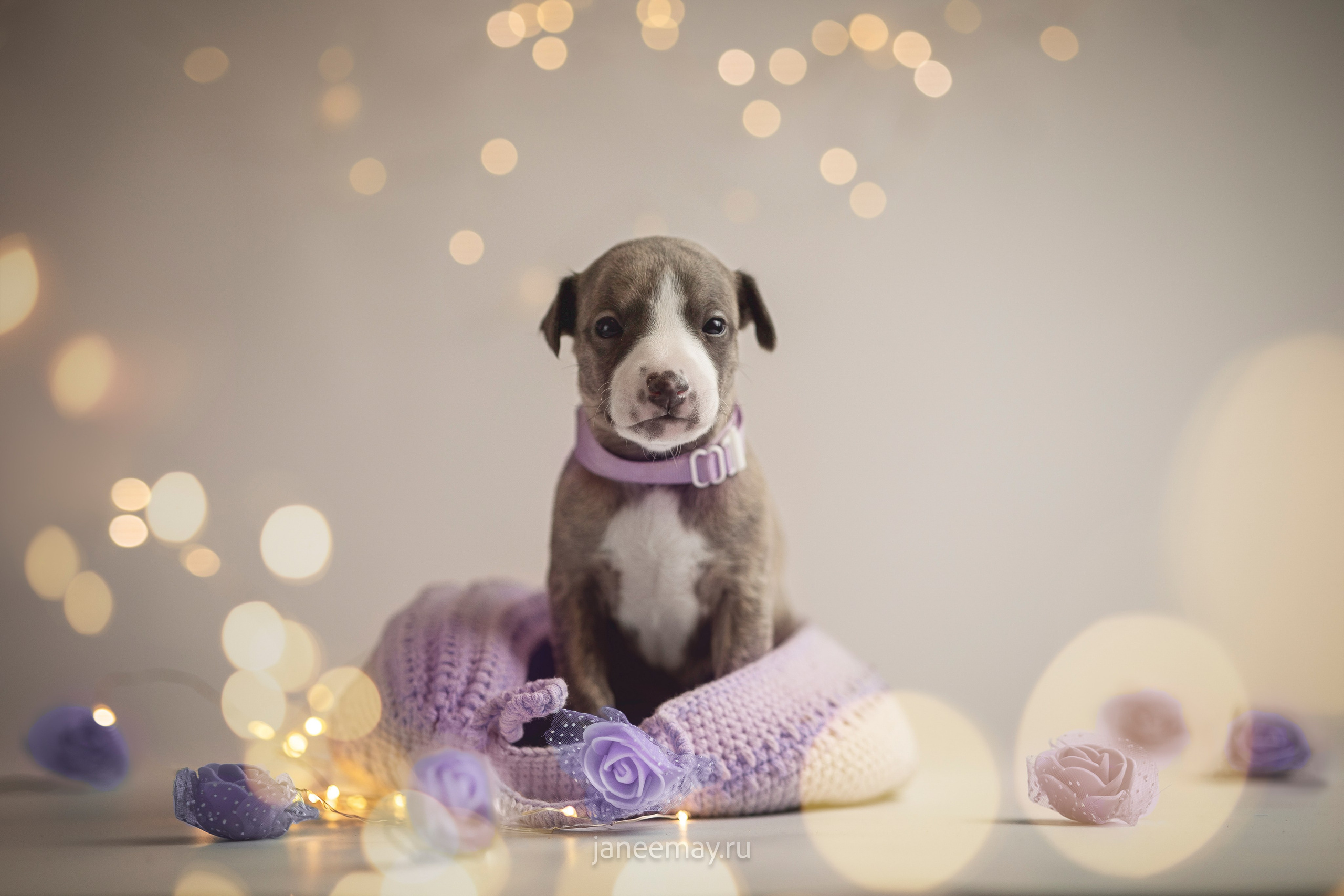 Малыши уиппеты Великбековых. Фотограф анималист в Москве Майорова Евгения