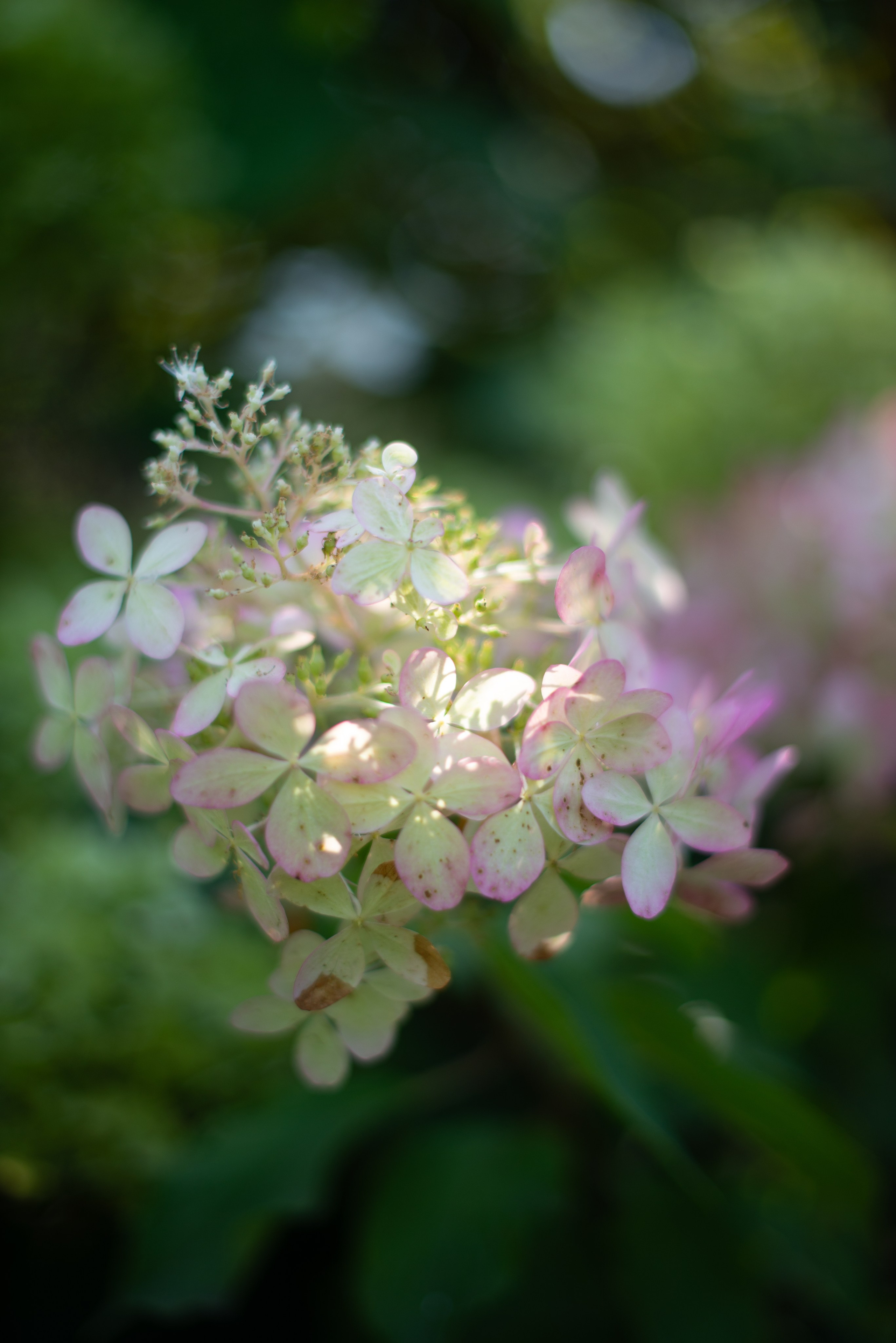 Цветы сада МГУ. Victoria Radjevna Репортажный Фотограф — Видеограф Москва • Санкт-Петербург