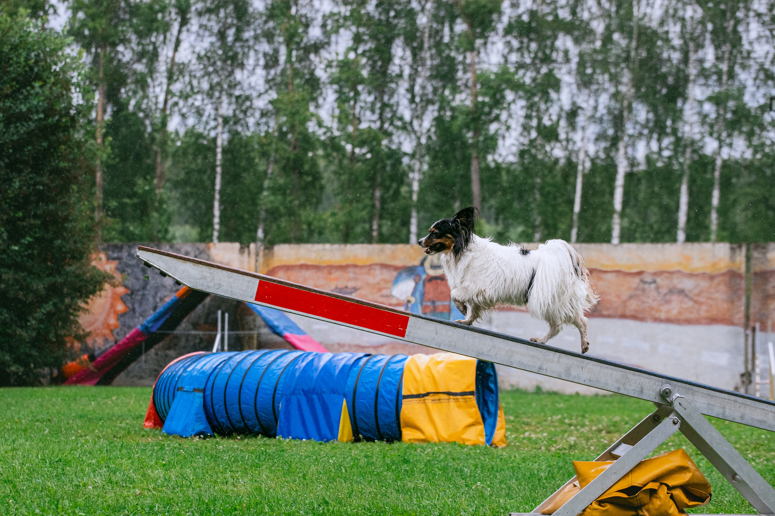 Соревнования по аджилити Долгопрудный 30.06.2025. Фотограф-анималист Татьяна Степанова