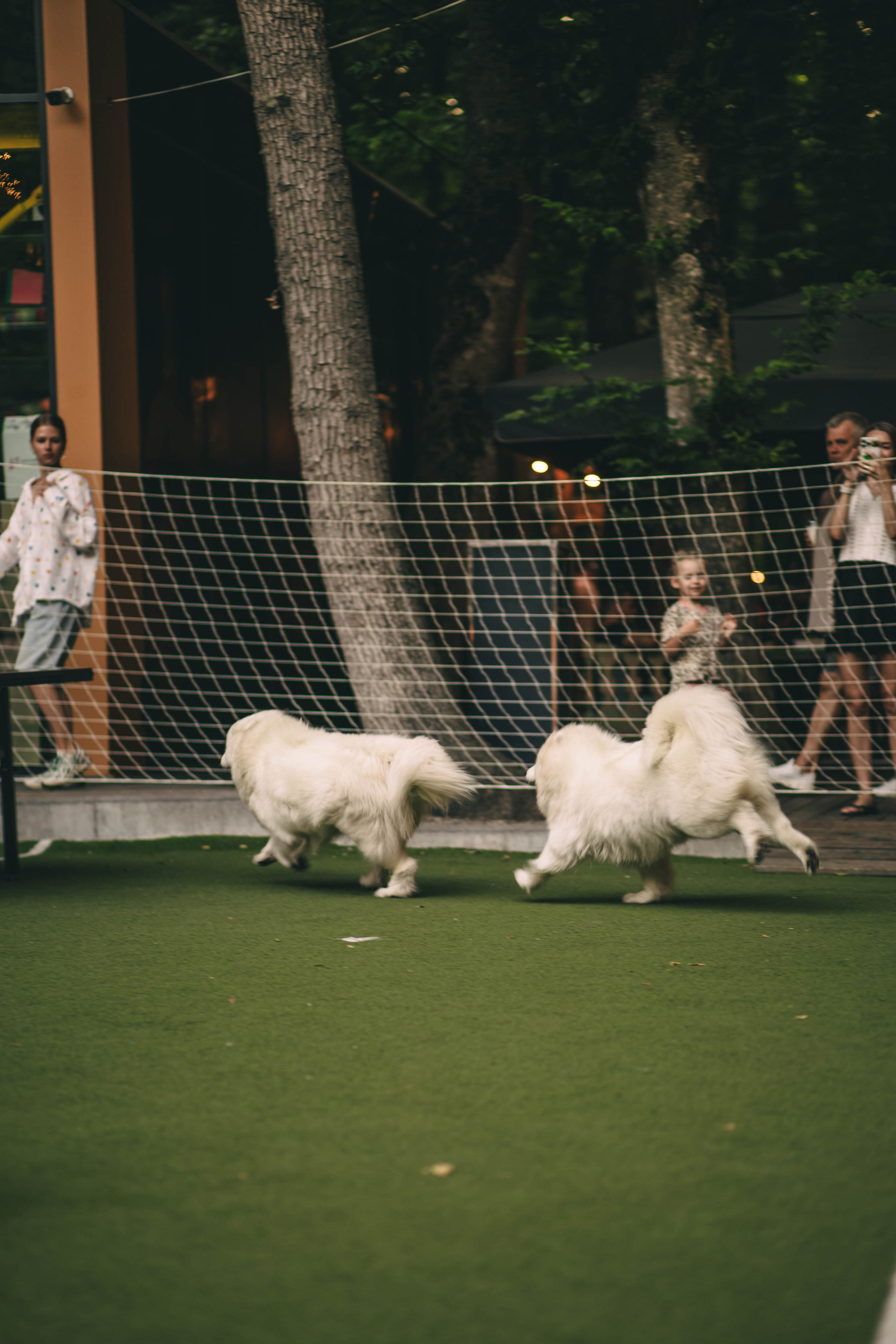 Pet-Party + Live-music |Парк Культуры. Фотограф в Ставрополе Алина Клочкова