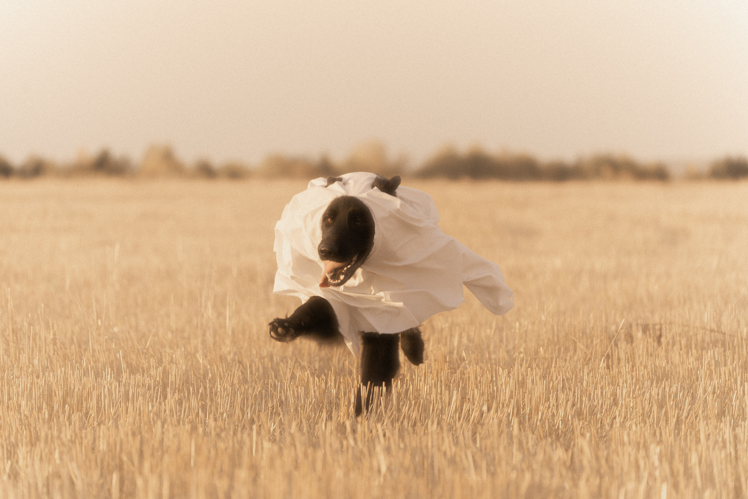 Ghosts. Фотограф-анималист Анастасия Большакова