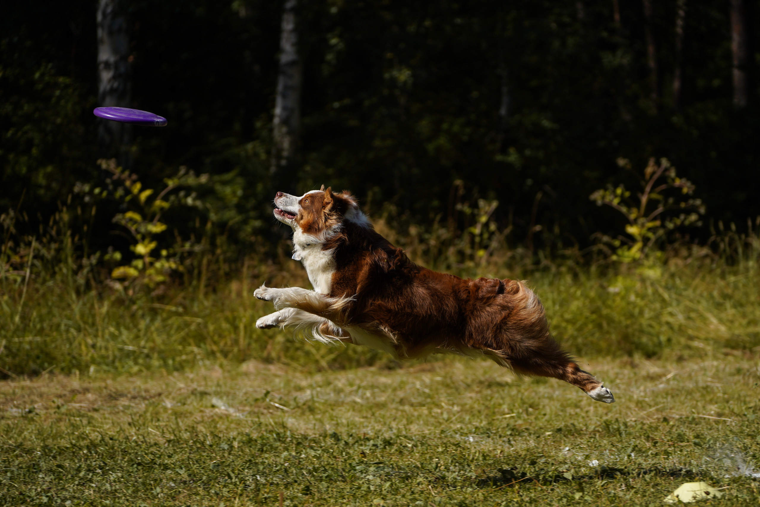 Фризби 27.08.23, Екатеринбург. Фотограф-анималист Анастасия Большакова