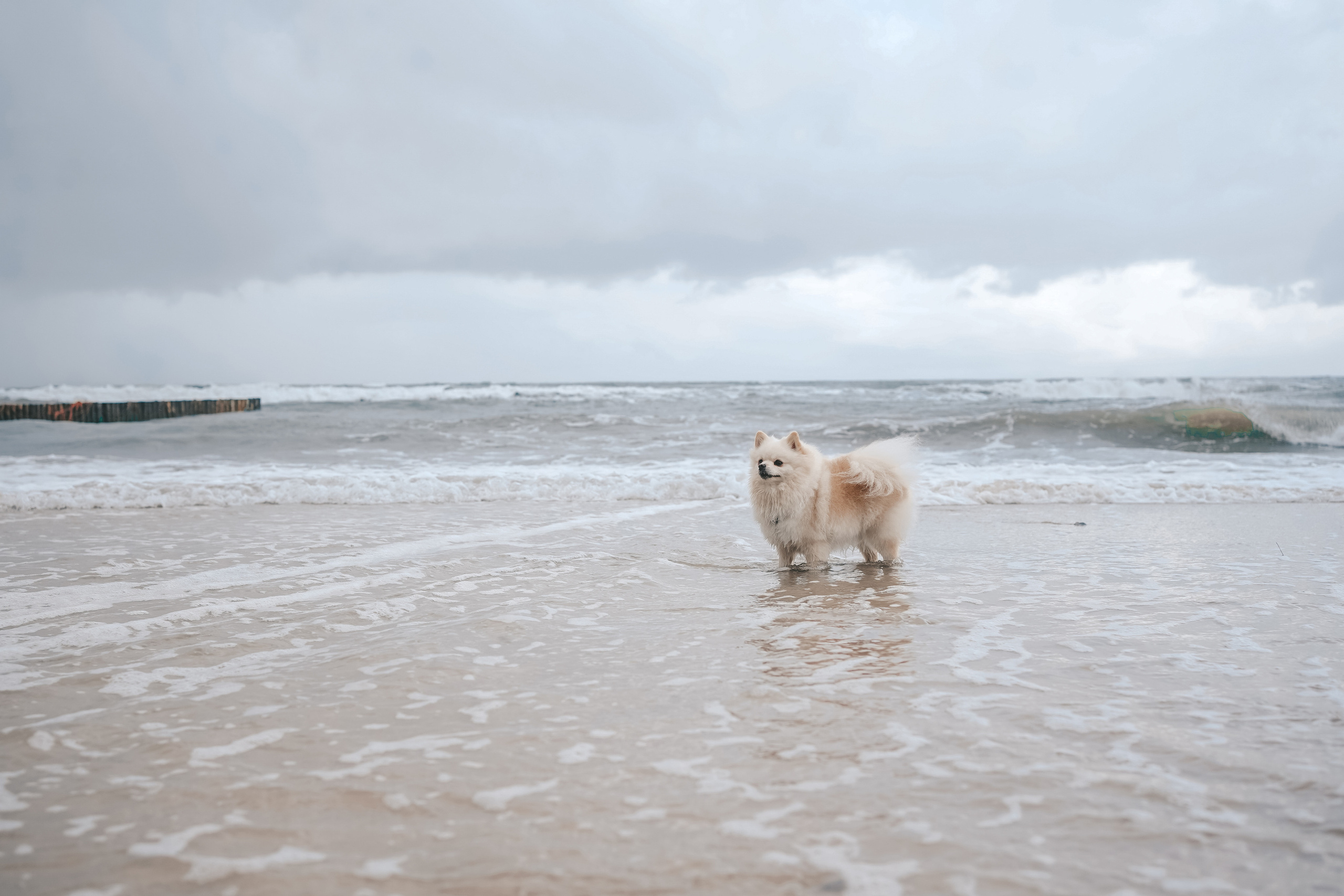 Шпиц. г. Зеленоградск. Фотограф-анималист Анастасия Большакова